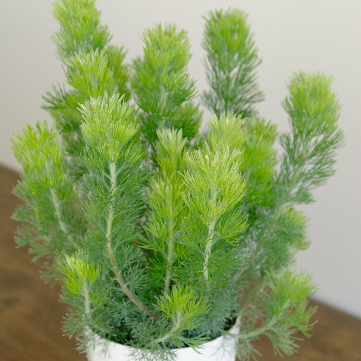 ウーリーブッシュ　5号をオーダーするならFlower&amp;Plants tette │ 「手から手へ、想いを運ぶフラワーショップ」【板橋駅徒歩4分】【熟練フローリスト夫婦が運営】【最短2営業日で発送】【24時間365日注文OK】【ギフトは3300円〜】フラワーギフトを手から手へ、想いを込めたブーケやアレンジメントで大切な人に感謝と愛情を。シーンや用途に合わせて選びやすい豊富な種