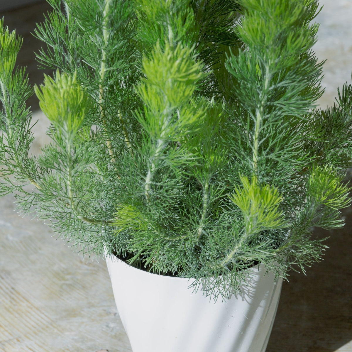 ウーリーブッシュ　5号をオーダーするならFlower&amp;Plants tette │ 「手から手へ、想いを運ぶフラワーショップ」【板橋駅徒歩4分】【熟練フローリスト夫婦が運営】【最短2営業日で発送】【24時間365日注文OK】【ギフトは3300円〜】フラワーギフトを手から手へ、想いを込めたブーケやアレンジメントで大切な人に感謝と愛情を。シーンや用途に合わせて選びやすい豊富な種