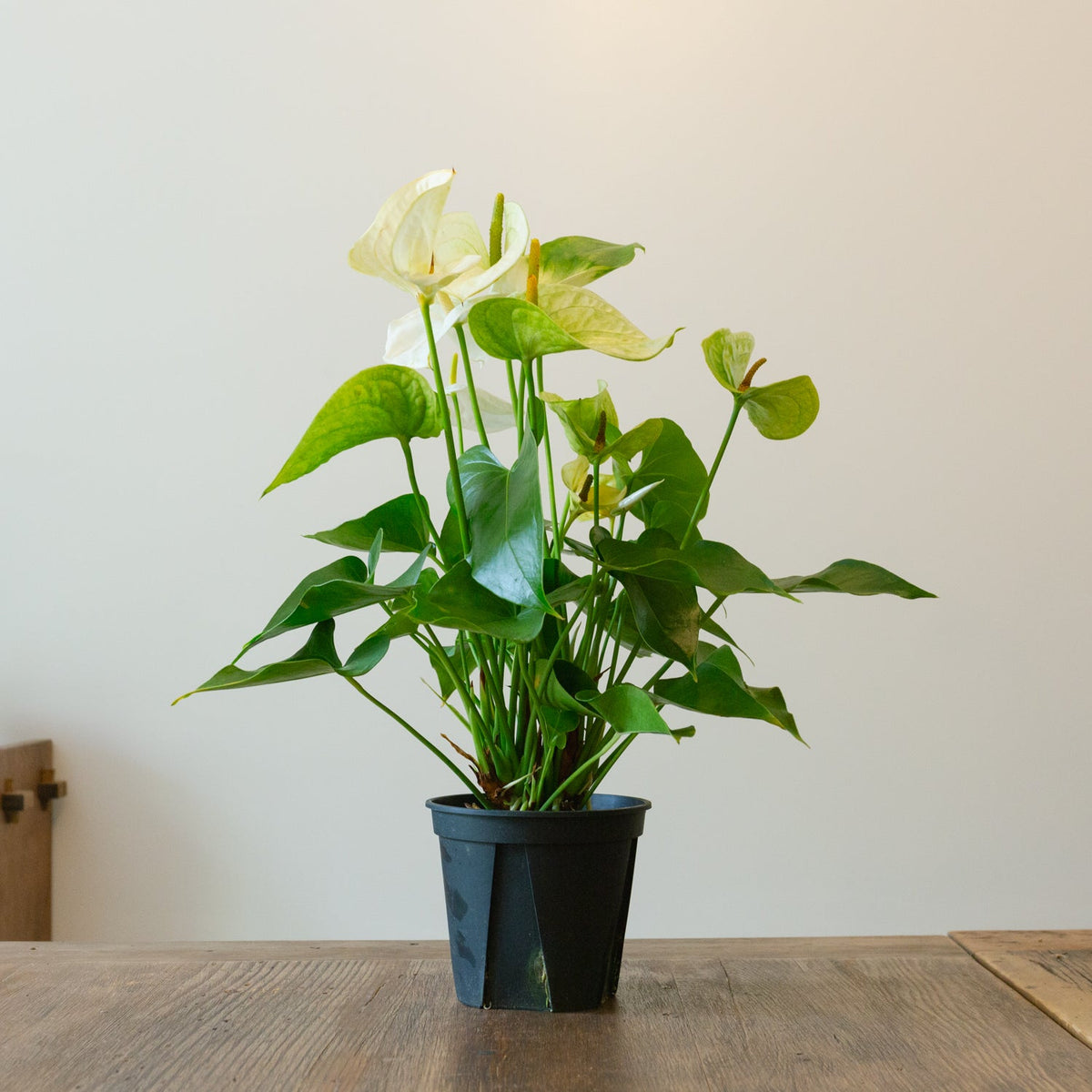 アンスリウム ホワイト　５号をオーダーするならFlower&amp;Plants tette │ 「手から手へ、想いを運ぶフラワーショップ」【板橋駅徒歩4分】【熟練フローリスト夫婦が運営】【最短2営業日で発送】【24時間365日注文OK】【ギフトは3300円〜】フラワーギフトを手から手へ、想いを込めたブーケやアレンジメントで大切な人に感謝と愛情を。シーンや用途に合わせて選びやすい豊富な種