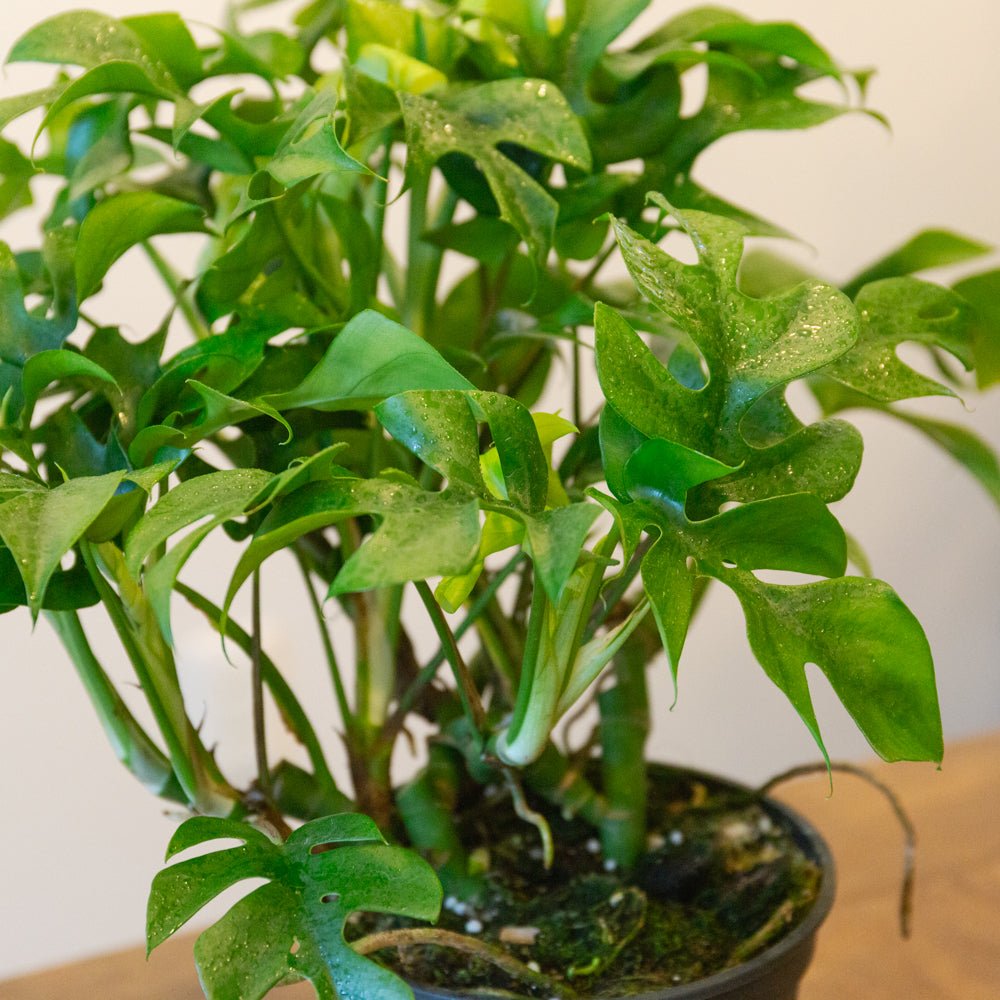 モンステラ ミニマ５号をオーダーするならFlower&amp;Plants tette │ 「手から手へ、想いを運ぶフラワーショップ」【板橋駅徒歩4分】【熟練フローリスト夫婦が運営】【最短2営業日で発送】【24時間365日注文OK】【ギフトは3300円〜】フラワーギフトを手から手へ、想いを込めたブーケやアレンジメントで大切な人に感謝と愛情を。シーンや用途に合わせて選びやすい豊富な種