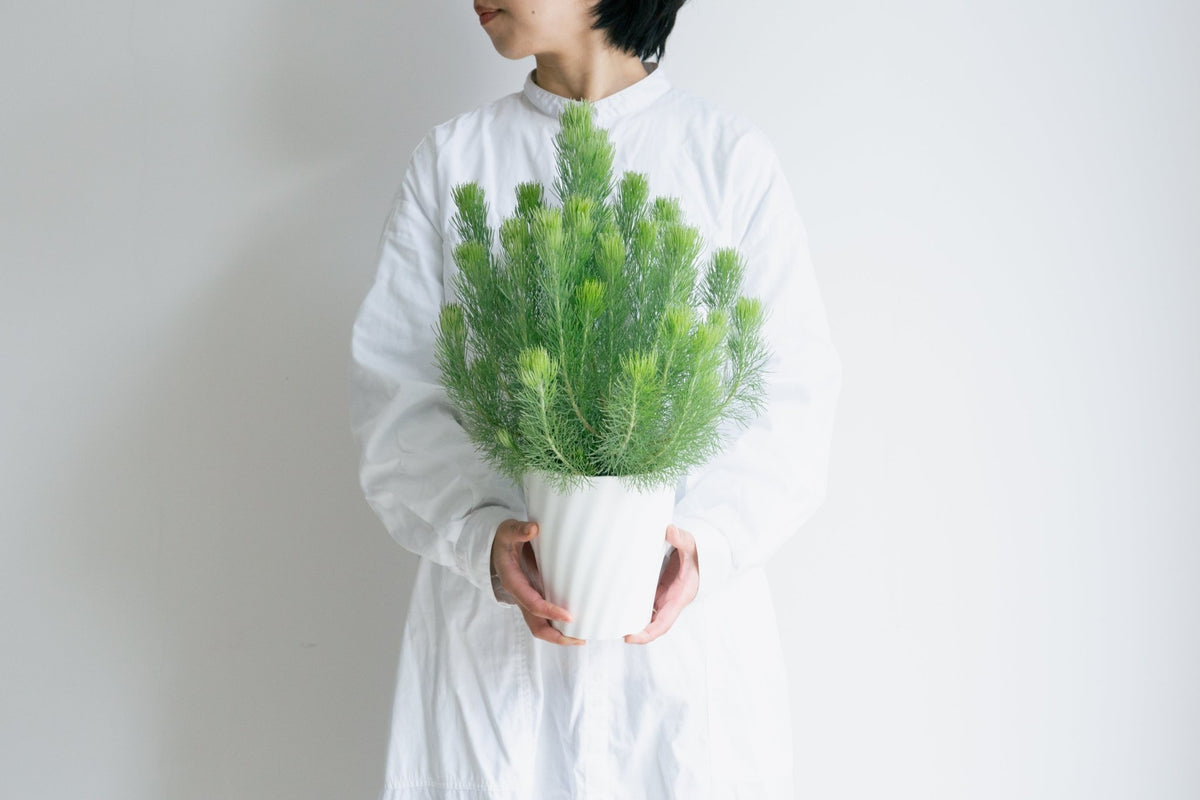 ウーリーブッシュ　5号をオーダーするならFlower&amp;Plants tette │ 「手から手へ、想いを運ぶフラワーショップ」【板橋駅徒歩4分】【熟練フローリスト夫婦が運営】【最短2営業日で発送】【24時間365日注文OK】【ギフトは3300円〜】フラワーギフトを手から手へ、想いを込めたブーケやアレンジメントで大切な人に感謝と愛情を。シーンや用途に合わせて選びやすい豊富な種