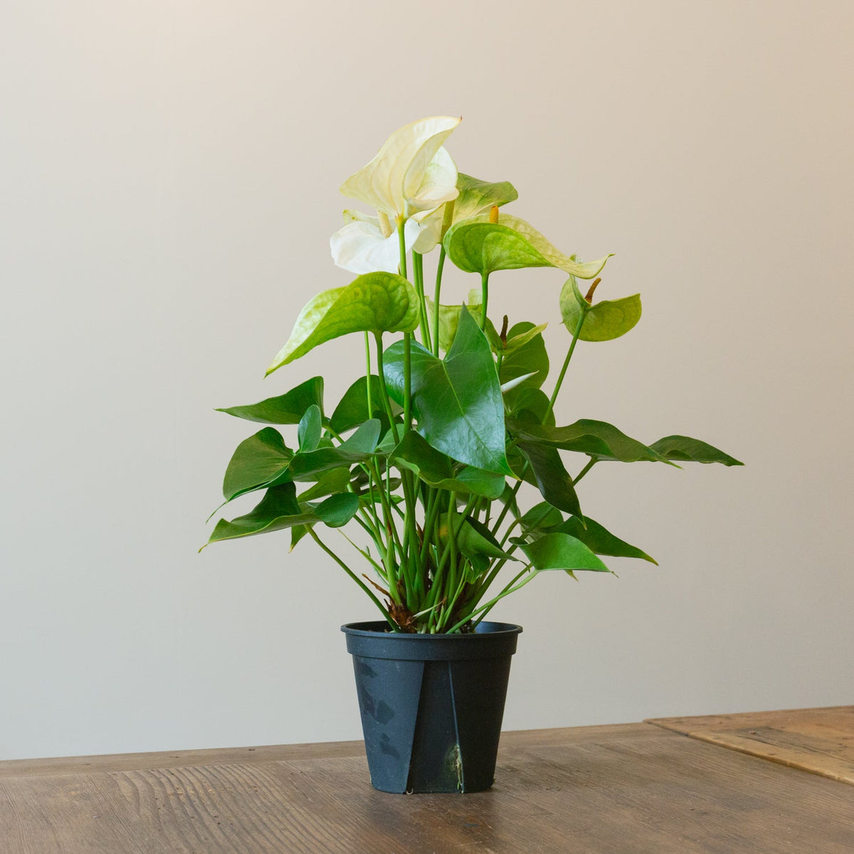 アンスリウム ホワイト　５号をオーダーするならFlower&amp;Plants tette │ 「手から手へ、想いを運ぶフラワーショップ」【板橋駅徒歩4分】【熟練フローリスト夫婦が運営】【最短2営業日で発送】【24時間365日注文OK】【ギフトは3300円〜】フラワーギフトを手から手へ、想いを込めたブーケやアレンジメントで大切な人に感謝と愛情を。シーンや用途に合わせて選びやすい豊富な種