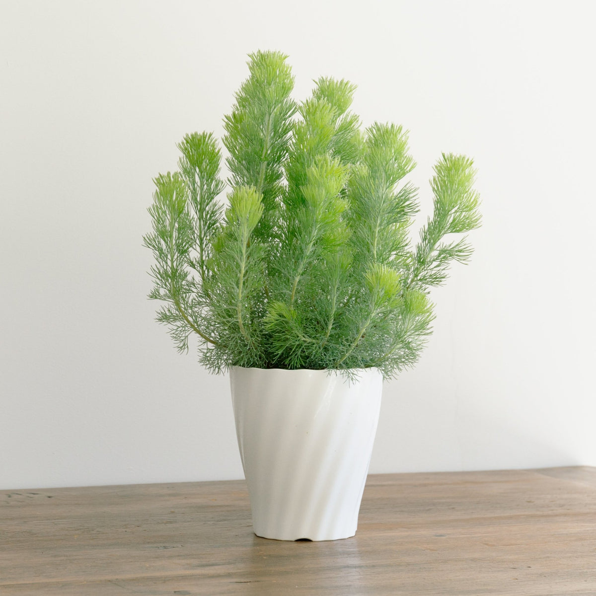 ウーリーブッシュ　5号をオーダーするならFlower&amp;Plants tette │ 「手から手へ、想いを運ぶフラワーショップ」【板橋駅徒歩4分】【熟練フローリスト夫婦が運営】【最短2営業日で発送】【24時間365日注文OK】【ギフトは3300円〜】フラワーギフトを手から手へ、想いを込めたブーケやアレンジメントで大切な人に感謝と愛情を。シーンや用途に合わせて選びやすい豊富な種