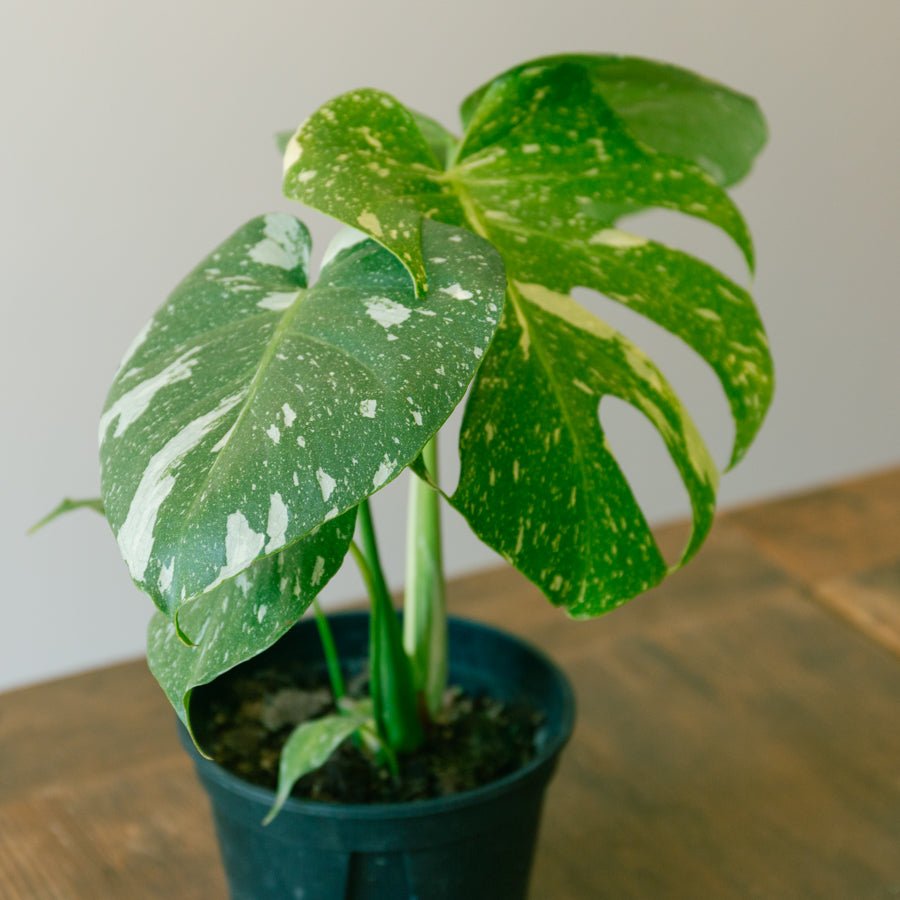 モンステラ　タイコンステレーション　5号をオーダーするならFlower&amp;Plants tette │ 「手から手へ、想いを運ぶフラワーショップ」【板橋駅徒歩4分】【熟練フローリスト夫婦が運営】【最短2営業日で発送】【24時間365日注文OK】【ギフトは3300円〜】フラワーギフトを手から手へ、想いを込めたブーケやアレンジメントで大切な人に感謝と愛情を。シーンや用途に合わせて選びやすい豊富な種
