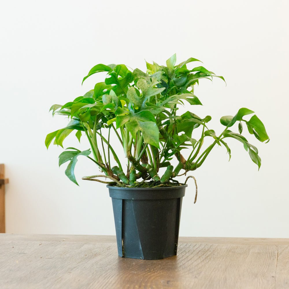 モンステラ ミニマ５号をオーダーするならFlower&amp;Plants tette │ 「手から手へ、想いを運ぶフラワーショップ」【板橋駅徒歩4分】【熟練フローリスト夫婦が運営】【最短2営業日で発送】【24時間365日注文OK】【ギフトは3300円〜】フラワーギフトを手から手へ、想いを込めたブーケやアレンジメントで大切な人に感謝と愛情を。シーンや用途に合わせて選びやすい豊富な種