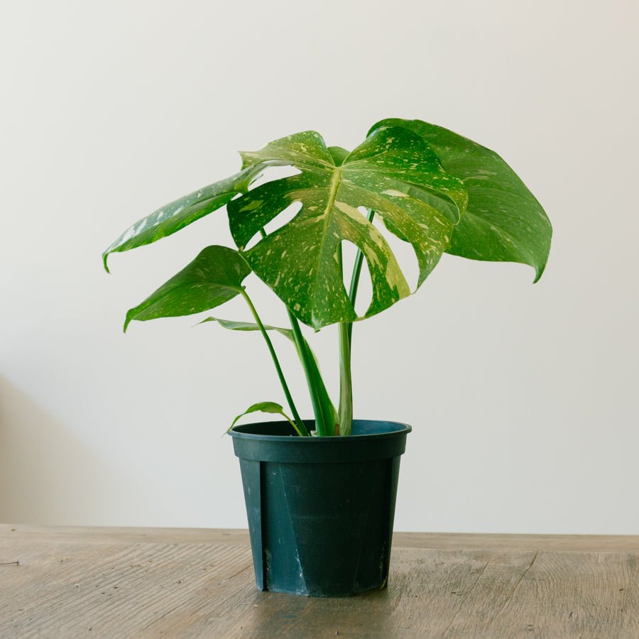 モンステラ　タイコンステレーション　5号をオーダーするならFlower&amp;Plants tette │ 「手から手へ、想いを運ぶフラワーショップ」【板橋駅徒歩4分】【熟練フローリスト夫婦が運営】【最短2営業日で発送】【24時間365日注文OK】【ギフトは3300円〜】フラワーギフトを手から手へ、想いを込めたブーケやアレンジメントで大切な人に感謝と愛情を。シーンや用途に合わせて選びやすい豊富な種