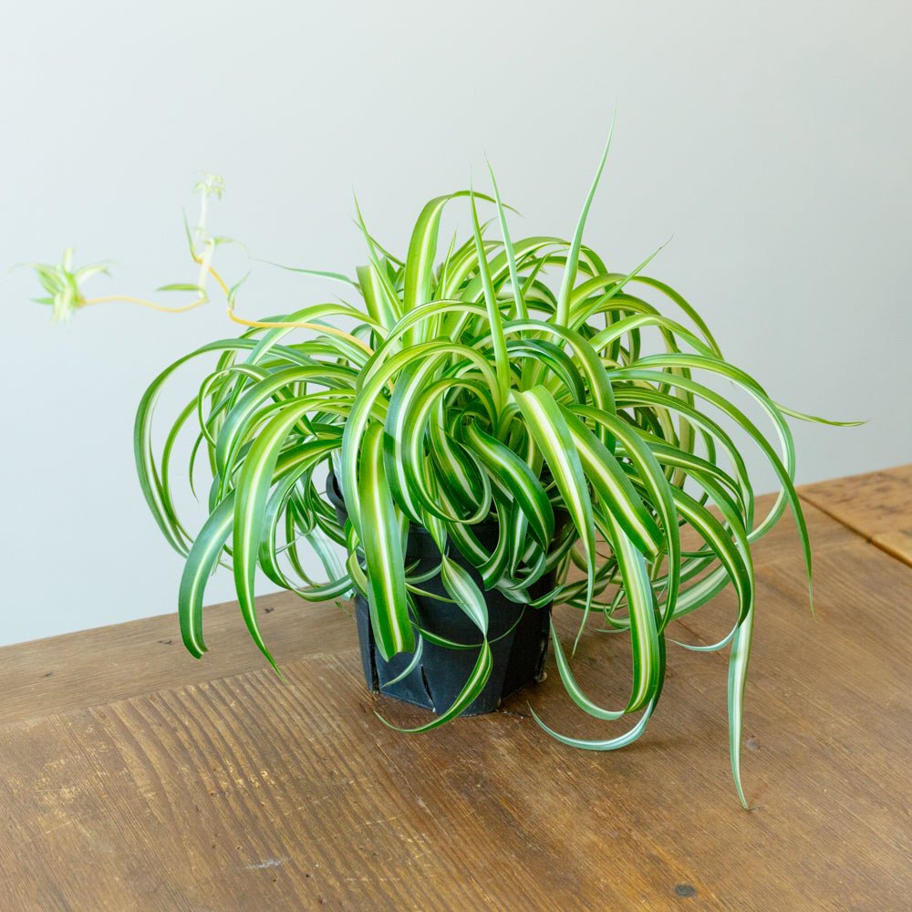 オリヅルラン・ボニー５号をオーダーするならFlower&amp;Plants tette │ 「手から手へ、想いを運ぶフラワーショップ」【板橋駅徒歩4分】【熟練フローリスト夫婦が運営】【最短2営業日で発送】【24時間365日注文OK】【ギフトは3300円〜】フラワーギフトを手から手へ、想いを込めたブーケやアレンジメントで大切な人に感謝と愛情を。シーンや用途に合わせて選びやすい豊富な種