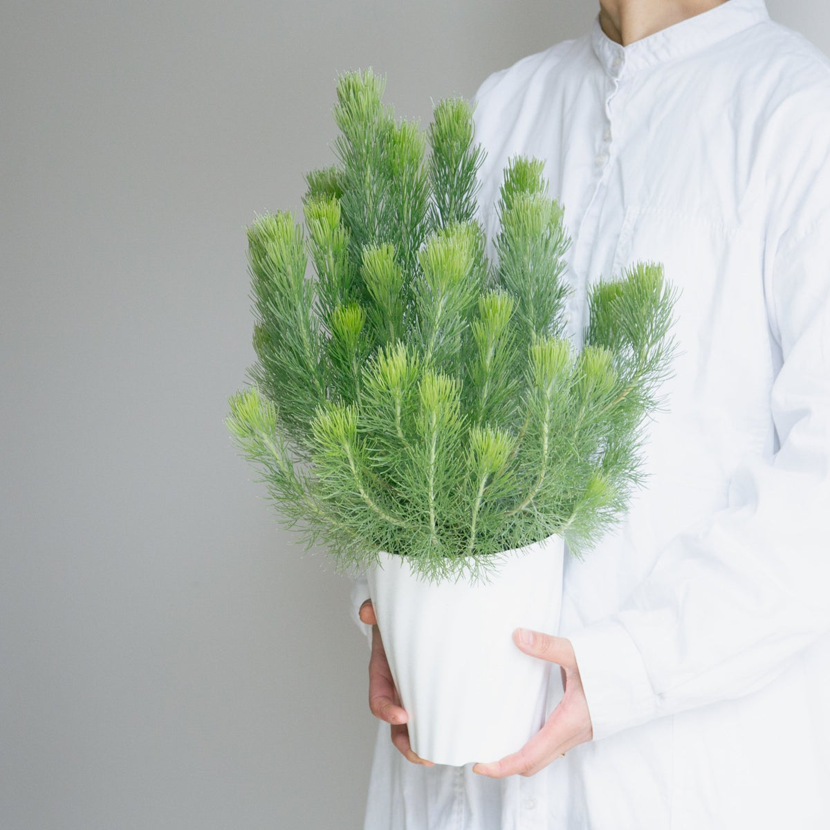 ウーリーブッシュ　5号をオーダーするならFlower&amp;Plants tette │ 「手から手へ、想いを運ぶフラワーショップ」【板橋駅徒歩4分】【熟練フローリスト夫婦が運営】【最短2営業日で発送】【24時間365日注文OK】【ギフトは3300円〜】フラワーギフトを手から手へ、想いを込めたブーケやアレンジメントで大切な人に感謝と愛情を。シーンや用途に合わせて選びやすい豊富な種