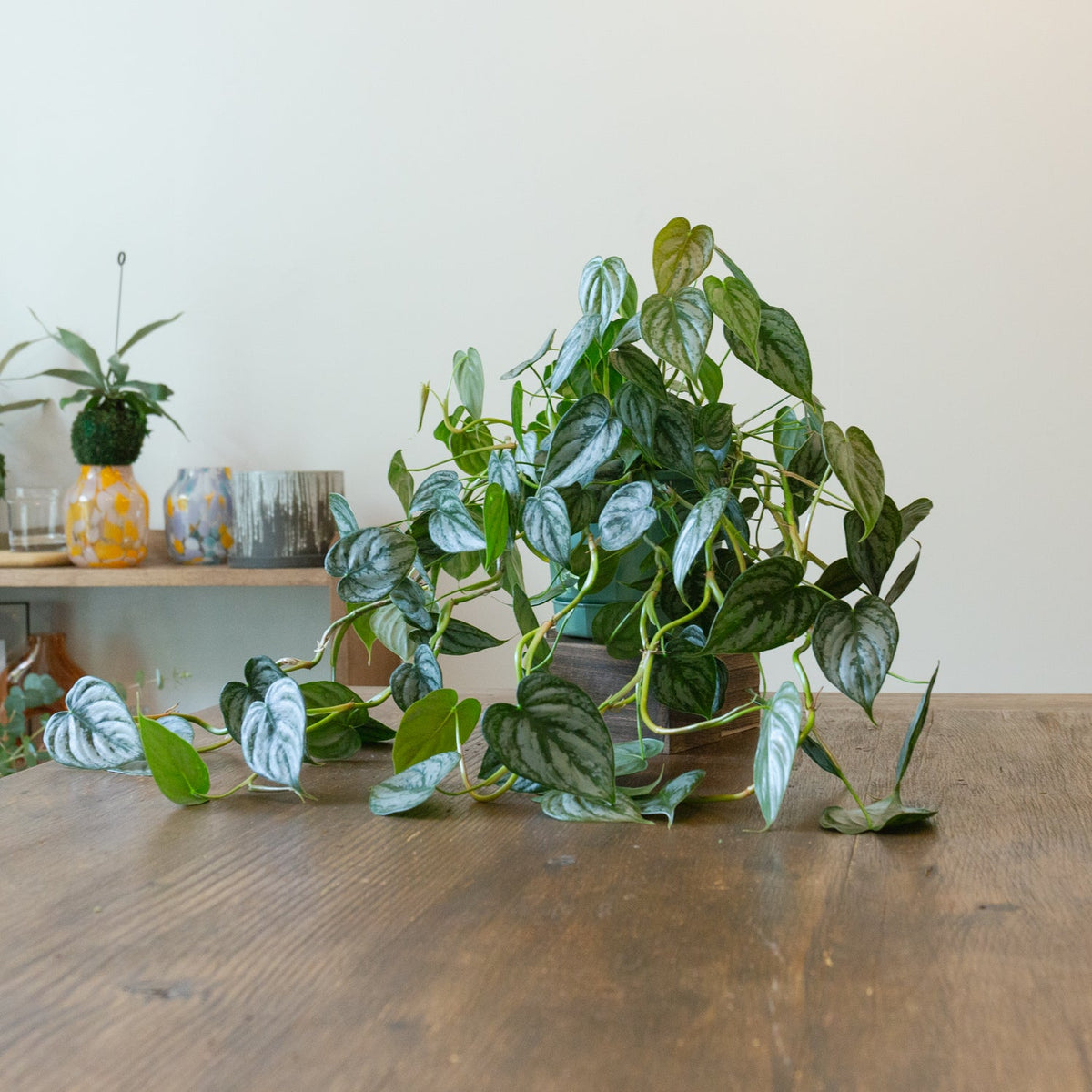 フィロデンドロン　シロガネカズラ５号をオーダーするならFlower&amp;Plants tette │ 「手から手へ、想いを運ぶフラワーショップ」【板橋駅徒歩4分】【熟練フローリスト夫婦が運営】【最短2営業日で発送】【24時間365日注文OK】【ギフトは3300円〜】フラワーギフトを手から手へ、想いを込めたブーケやアレンジメントで大切な人に感謝と愛情を。シーンや用途に合わせて選びやすい豊富な種