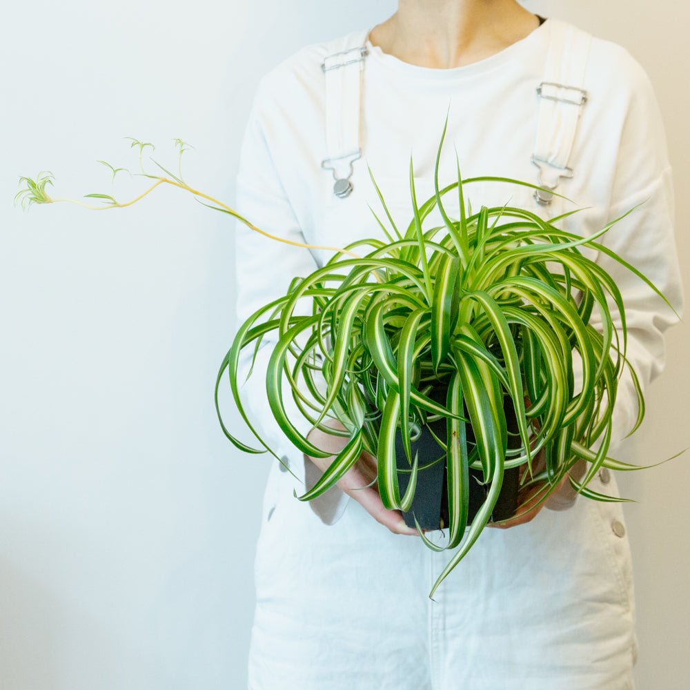 オリヅルラン・ボニー５号をオーダーするならFlower&amp;Plants tette │ 「手から手へ、想いを運ぶフラワーショップ」【板橋駅徒歩4分】【熟練フローリスト夫婦が運営】【最短2営業日で発送】【24時間365日注文OK】【ギフトは3300円〜】フラワーギフトを手から手へ、想いを込めたブーケやアレンジメントで大切な人に感謝と愛情を。シーンや用途に合わせて選びやすい豊富な種