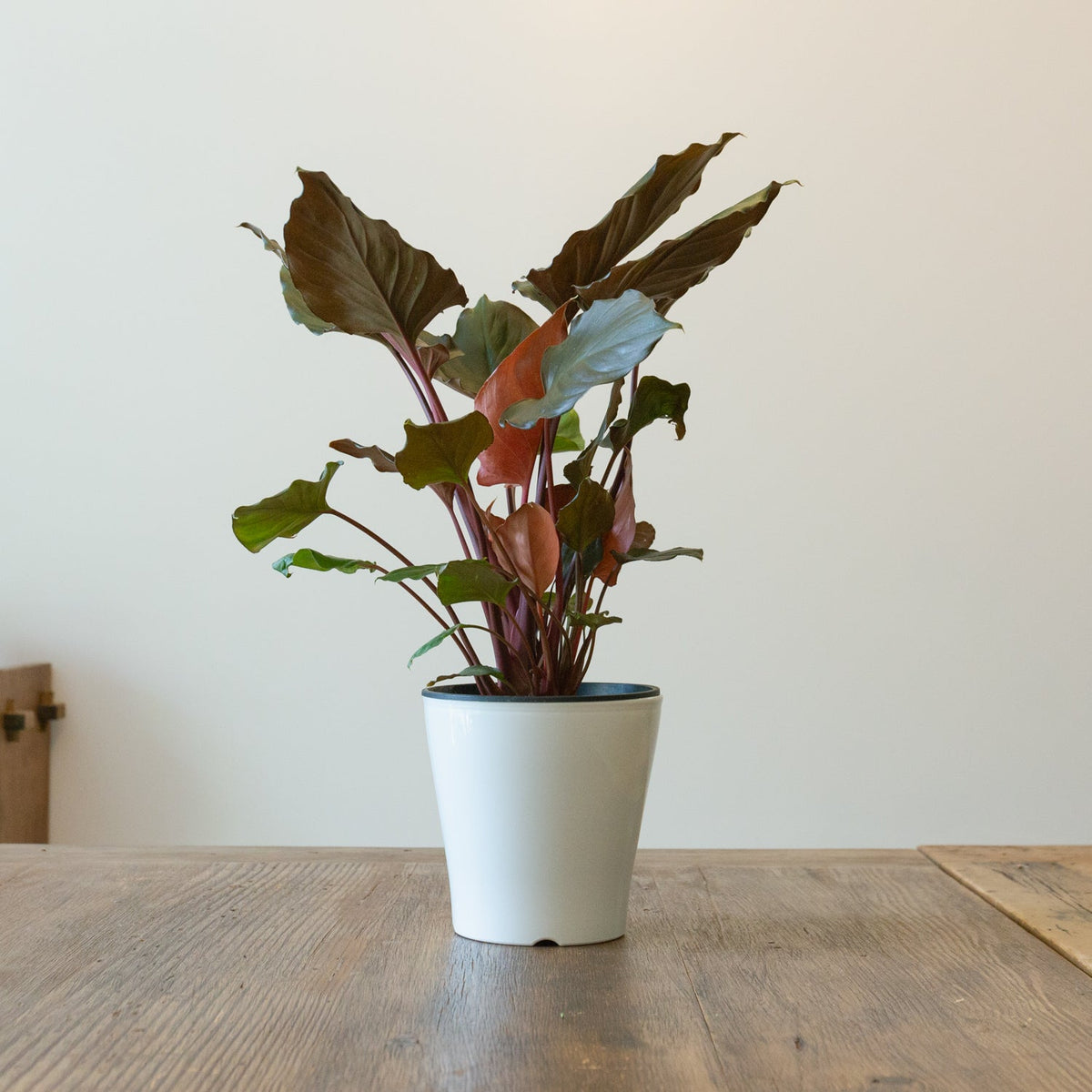 ホマロメナ・ルベスケンス　　フレイミングレッド５号をオーダーするならFlower&amp;Plants tette │ 「手から手へ、想いを運ぶフラワーショップ」【板橋駅徒歩4分】【熟練フローリスト夫婦が運営】【最短2営業日で発送】【24時間365日注文OK】【ギフトは3300円〜】フラワーギフトを手から手へ、想いを込めたブーケやアレンジメントで大切な人に感謝と愛情を。シーンや用途に合わせて選びやすい豊富な種