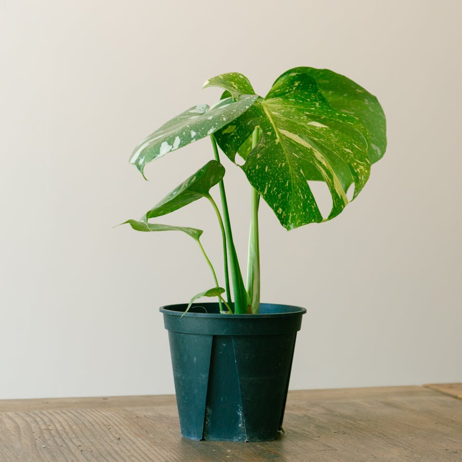 モンステラ　タイコンステレーション　5号をオーダーするならFlower&amp;Plants tette │ 「手から手へ、想いを運ぶフラワーショップ」【板橋駅徒歩4分】【熟練フローリスト夫婦が運営】【最短2営業日で発送】【24時間365日注文OK】【ギフトは3300円〜】フラワーギフトを手から手へ、想いを込めたブーケやアレンジメントで大切な人に感謝と愛情を。シーンや用途に合わせて選びやすい豊富な種
