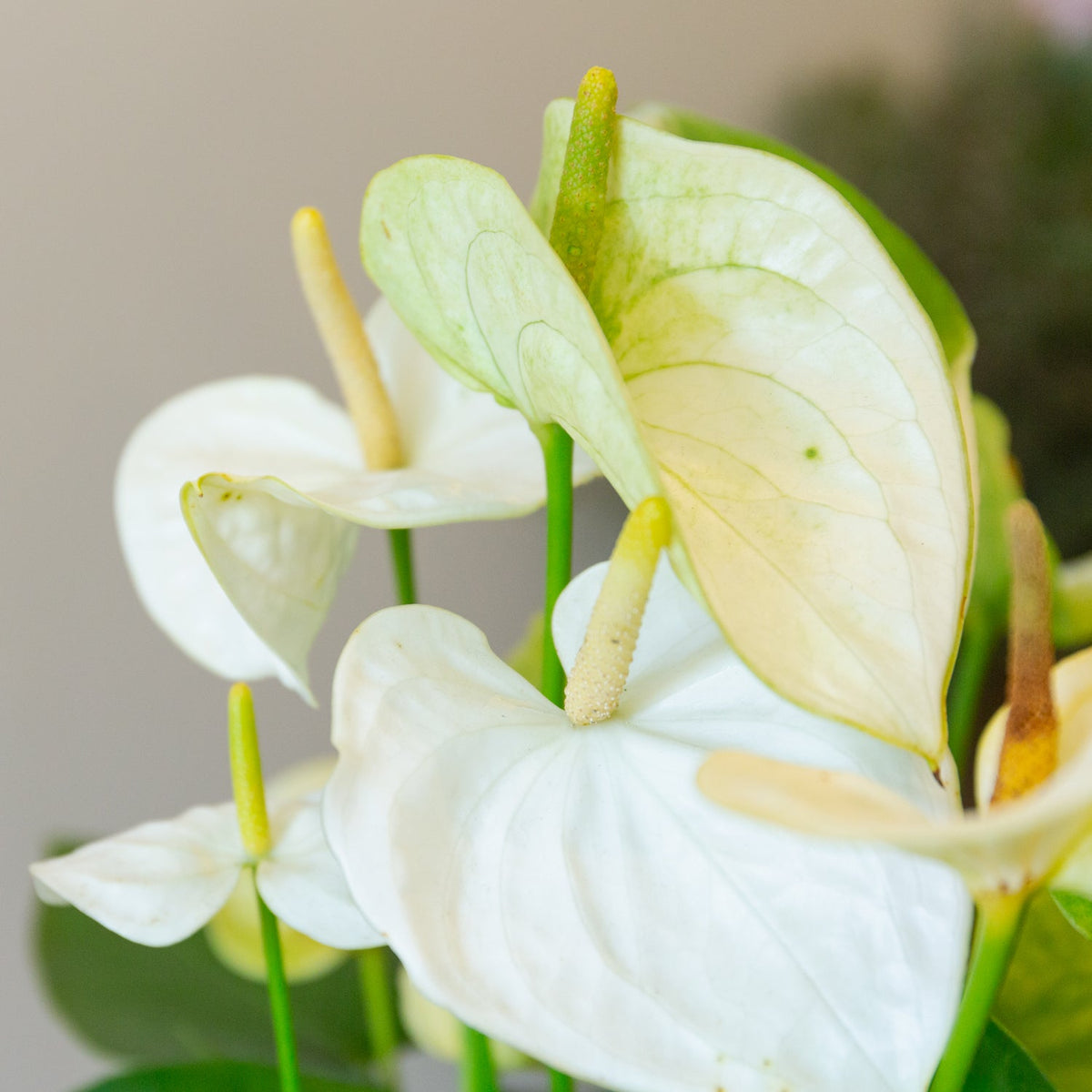 アンスリウム ホワイト　５号をオーダーするならFlower&amp;Plants tette │ 「手から手へ、想いを運ぶフラワーショップ」【板橋駅徒歩4分】【熟練フローリスト夫婦が運営】【最短2営業日で発送】【24時間365日注文OK】【ギフトは3300円〜】フラワーギフトを手から手へ、想いを込めたブーケやアレンジメントで大切な人に感謝と愛情を。シーンや用途に合わせて選びやすい豊富な種