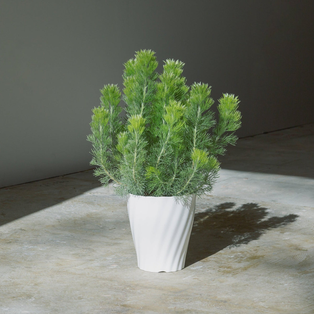 ウーリーブッシュ　5号をオーダーするならFlower&amp;Plants tette │ 「手から手へ、想いを運ぶフラワーショップ」【板橋駅徒歩4分】【熟練フローリスト夫婦が運営】【最短2営業日で発送】【24時間365日注文OK】【ギフトは3300円〜】フラワーギフトを手から手へ、想いを込めたブーケやアレンジメントで大切な人に感謝と愛情を。シーンや用途に合わせて選びやすい豊富な種