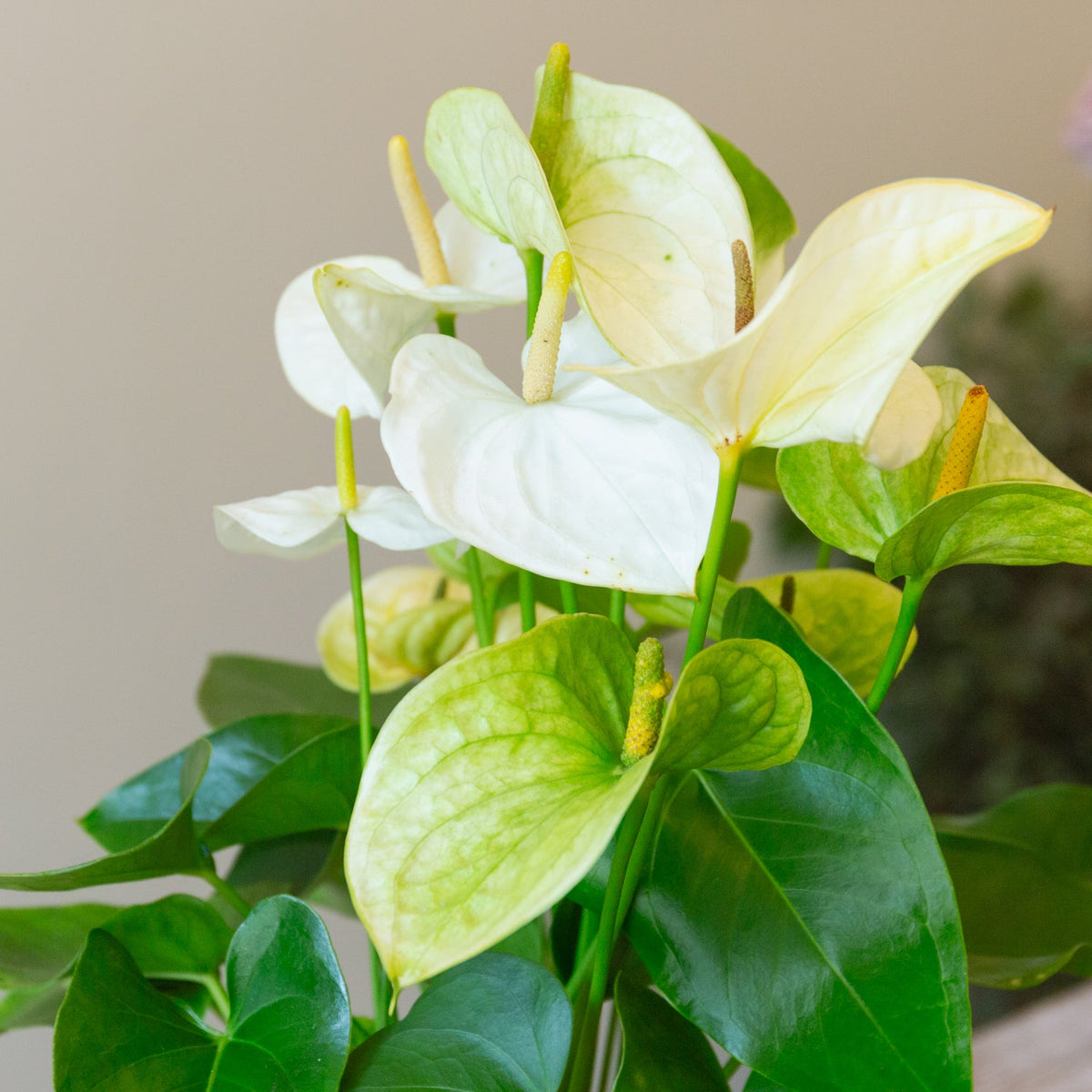 アンスリウム ホワイト　５号をオーダーするならFlower&amp;Plants tette │ 「手から手へ、想いを運ぶフラワーショップ」【板橋駅徒歩4分】【熟練フローリスト夫婦が運営】【最短2営業日で発送】【24時間365日注文OK】【ギフトは3300円〜】フラワーギフトを手から手へ、想いを込めたブーケやアレンジメントで大切な人に感謝と愛情を。シーンや用途に合わせて選びやすい豊富な種