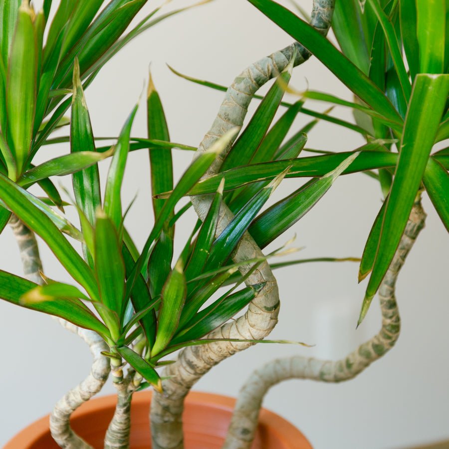 ドラセナ　ナビー　6号をオーダーするならFlower&amp;Plants tette │ 「手から手へ、想いを運ぶフラワーショップ」【板橋駅徒歩4分】【熟練フローリスト夫婦が運営】【最短2営業日で発送】【24時間365日注文OK】【ギフトは3300円〜】フラワーギフトを手から手へ、想いを込めたブーケやアレンジメントで大切な人に感謝と愛情を。シーンや用途に合わせて選びやすい豊富な種