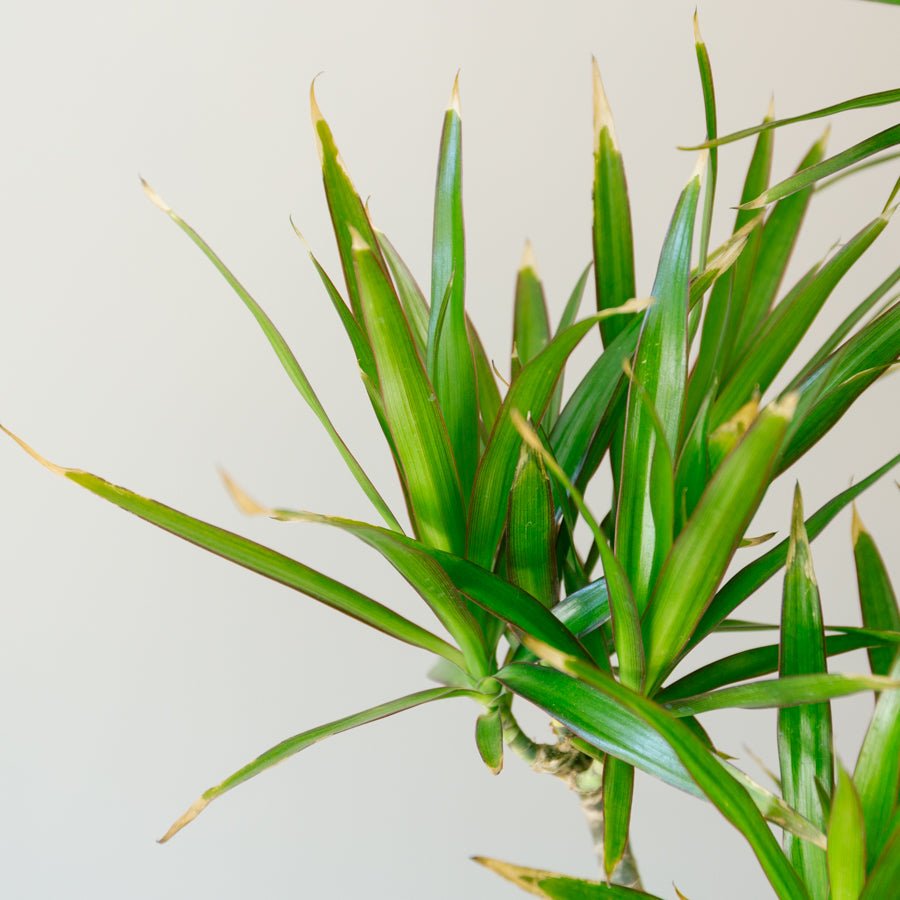 ドラセナ　ナビー　6号をオーダーするならFlower&amp;Plants tette │ 「手から手へ、想いを運ぶフラワーショップ」【板橋駅徒歩4分】【熟練フローリスト夫婦が運営】【最短2営業日で発送】【24時間365日注文OK】【ギフトは3300円〜】フラワーギフトを手から手へ、想いを込めたブーケやアレンジメントで大切な人に感謝と愛情を。シーンや用途に合わせて選びやすい豊富な種