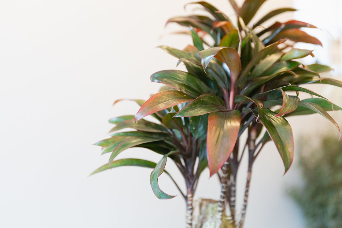 コルジリネ・パープルコンパクタ　６号をオーダーするならFlower&amp;Plants tette │ 「手から手へ、想いを運ぶフラワーショップ」【板橋駅徒歩4分】【熟練フローリスト夫婦が運営】【最短2営業日で発送】【24時間365日注文OK】【ギフトは3300円〜】フラワーギフトを手から手へ、想いを込めたブーケやアレンジメントで大切な人に感謝と愛情を。シーンや用途に合わせて選びやすい豊富な種