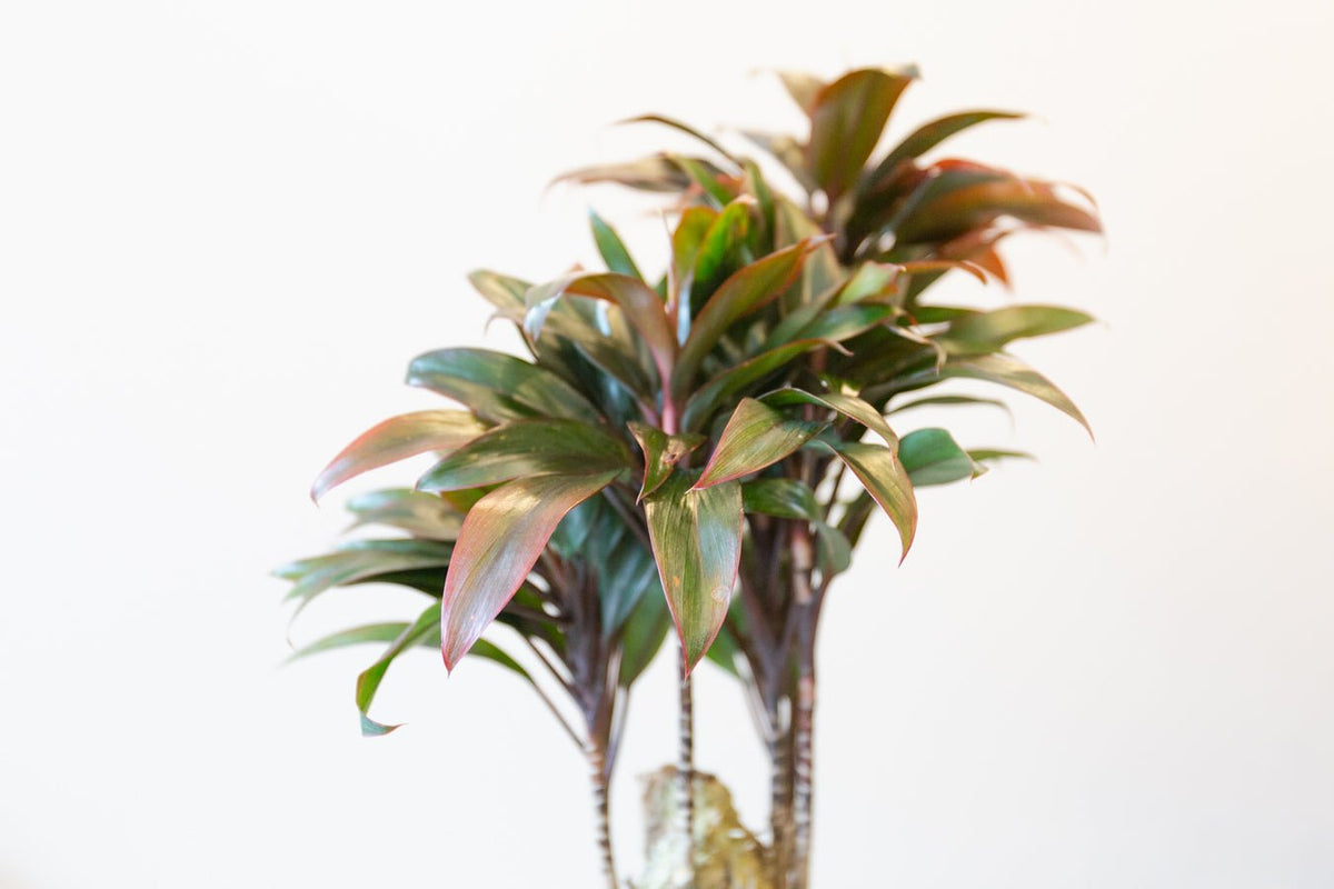 コルジリネ・パープルコンパクタ　６号をオーダーするならFlower&amp;Plants tette │ 「手から手へ、想いを運ぶフラワーショップ」【板橋駅徒歩4分】【熟練フローリスト夫婦が運営】【最短2営業日で発送】【24時間365日注文OK】【ギフトは3300円〜】フラワーギフトを手から手へ、想いを込めたブーケやアレンジメントで大切な人に感謝と愛情を。シーンや用途に合わせて選びやすい豊富な種