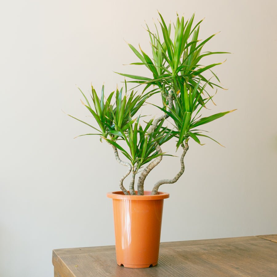 ドラセナ　ナビー　6号をオーダーするならFlower&amp;Plants tette │ 「手から手へ、想いを運ぶフラワーショップ」【板橋駅徒歩4分】【熟練フローリスト夫婦が運営】【最短2営業日で発送】【24時間365日注文OK】【ギフトは3300円〜】フラワーギフトを手から手へ、想いを込めたブーケやアレンジメントで大切な人に感謝と愛情を。シーンや用途に合わせて選びやすい豊富な種