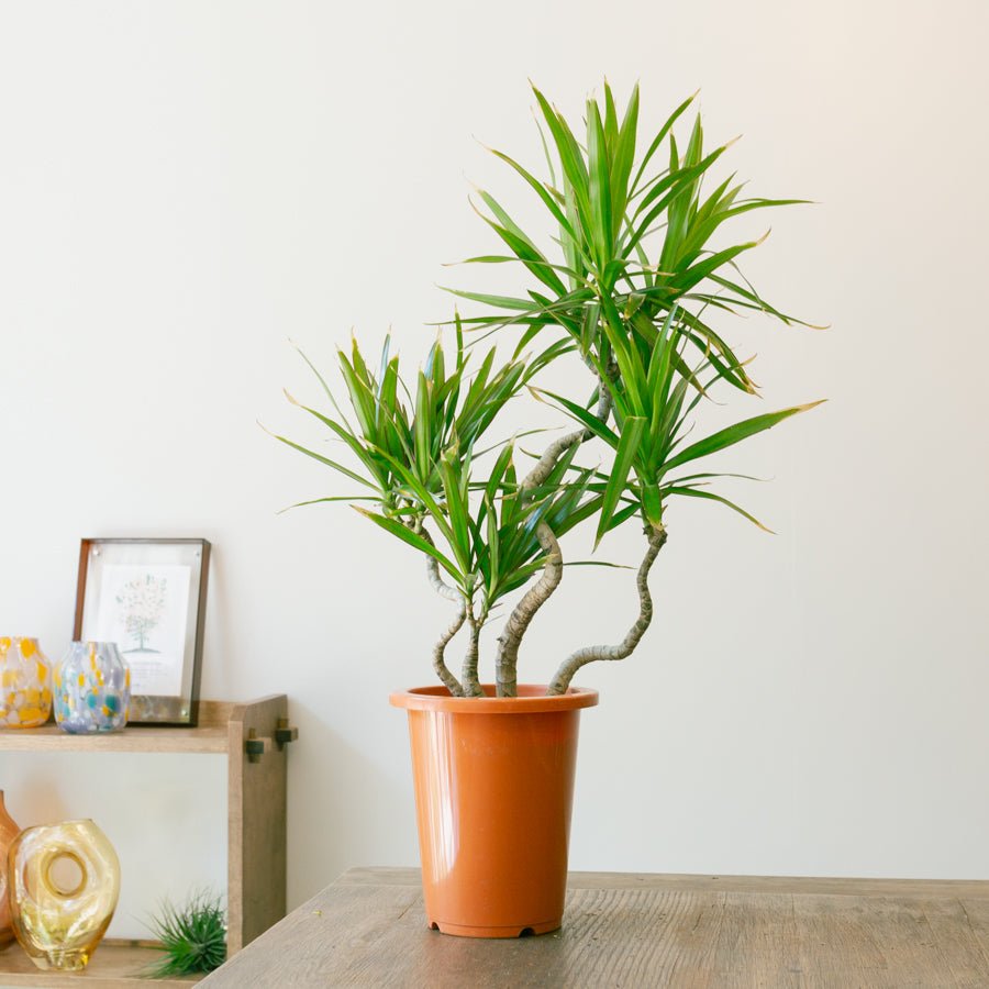ドラセナ　ナビー　6号をオーダーするならFlower&amp;Plants tette │ 「手から手へ、想いを運ぶフラワーショップ」【板橋駅徒歩4分】【熟練フローリスト夫婦が運営】【最短2営業日で発送】【24時間365日注文OK】【ギフトは3300円〜】フラワーギフトを手から手へ、想いを込めたブーケやアレンジメントで大切な人に感謝と愛情を。シーンや用途に合わせて選びやすい豊富な種