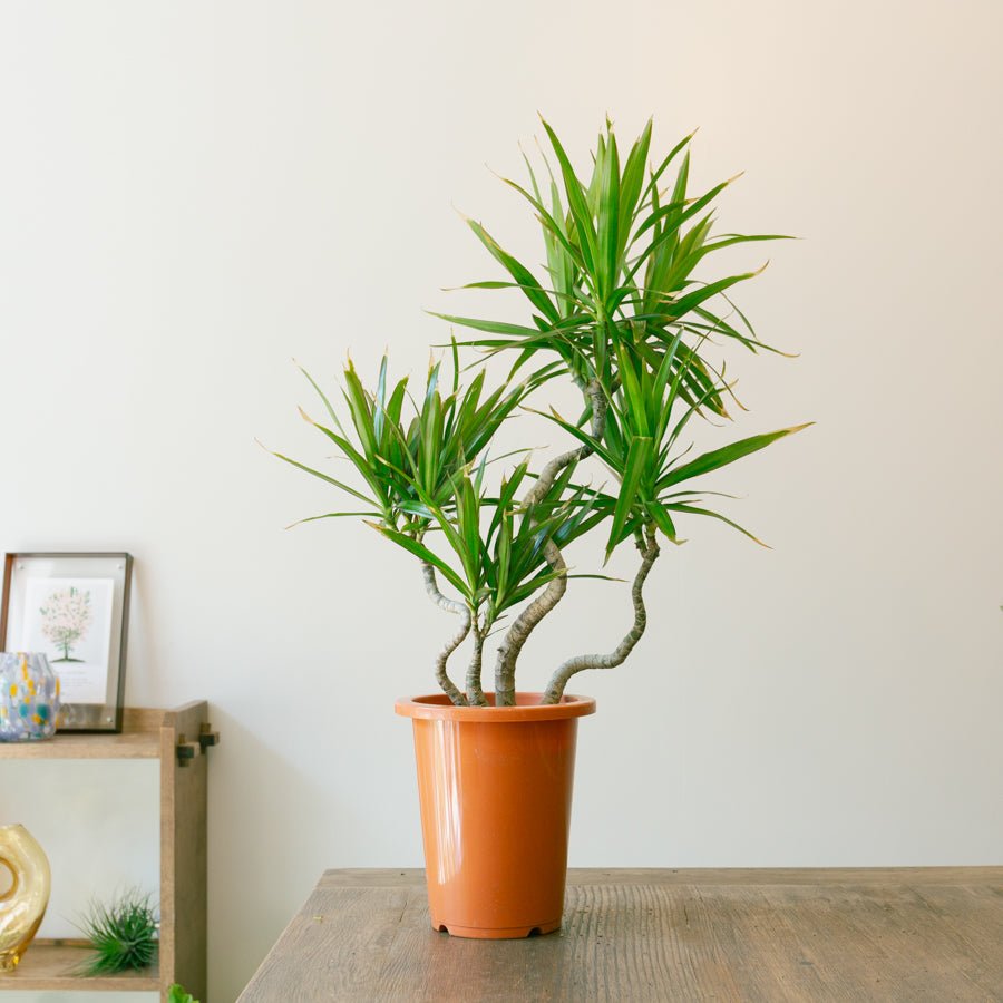 ドラセナ　ナビー　6号をオーダーするならFlower&amp;Plants tette │ 「手から手へ、想いを運ぶフラワーショップ」【板橋駅徒歩4分】【熟練フローリスト夫婦が運営】【最短2営業日で発送】【24時間365日注文OK】【ギフトは3300円〜】フラワーギフトを手から手へ、想いを込めたブーケやアレンジメントで大切な人に感謝と愛情を。シーンや用途に合わせて選びやすい豊富な種