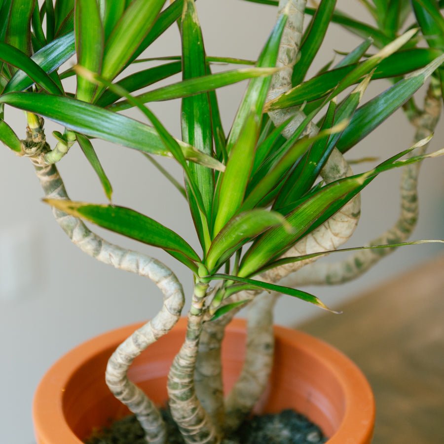 ドラセナ　ナビー　6号をオーダーするならFlower&amp;Plants tette │ 「手から手へ、想いを運ぶフラワーショップ」【板橋駅徒歩4分】【熟練フローリスト夫婦が運営】【最短2営業日で発送】【24時間365日注文OK】【ギフトは3300円〜】フラワーギフトを手から手へ、想いを込めたブーケやアレンジメントで大切な人に感謝と愛情を。シーンや用途に合わせて選びやすい豊富な種