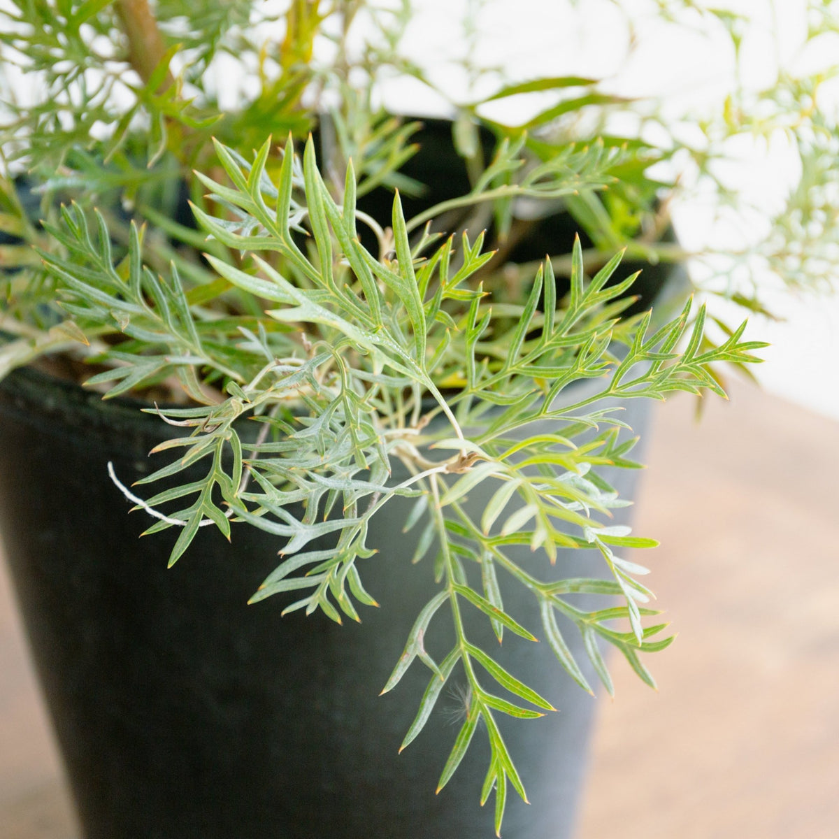 グレベリア　ココナッツアイス　8号をオーダーするならFlower&amp;Plants tette │ 「手から手へ、想いを運ぶフラワーショップ」【板橋駅徒歩4分】【熟練フローリスト夫婦が運営】【最短2営業日で発送】【24時間365日注文OK】【ギフトは3300円〜】フラワーギフトを手から手へ、想いを込めたブーケやアレンジメントで大切な人に感謝と愛情を。シーンや用途に合わせて選びやすい豊富な種