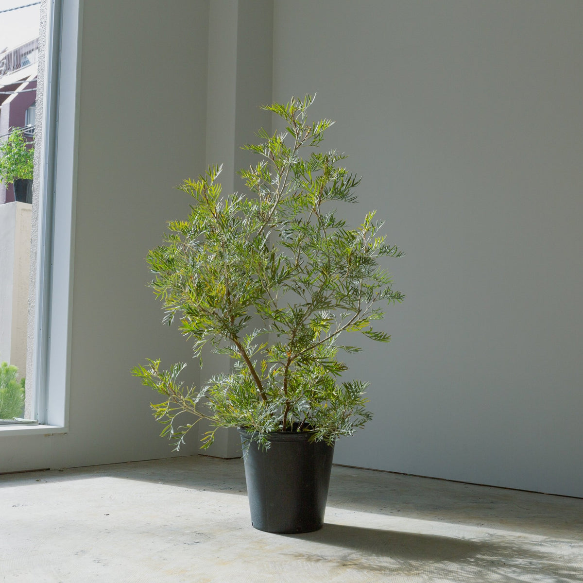 グレベリア　ココナッツアイス　8号をオーダーするならFlower&amp;Plants tette │ 「手から手へ、想いを運ぶフラワーショップ」【板橋駅徒歩4分】【熟練フローリスト夫婦が運営】【最短2営業日で発送】【24時間365日注文OK】【ギフトは3300円〜】フラワーギフトを手から手へ、想いを込めたブーケやアレンジメントで大切な人に感謝と愛情を。シーンや用途に合わせて選びやすい豊富な種