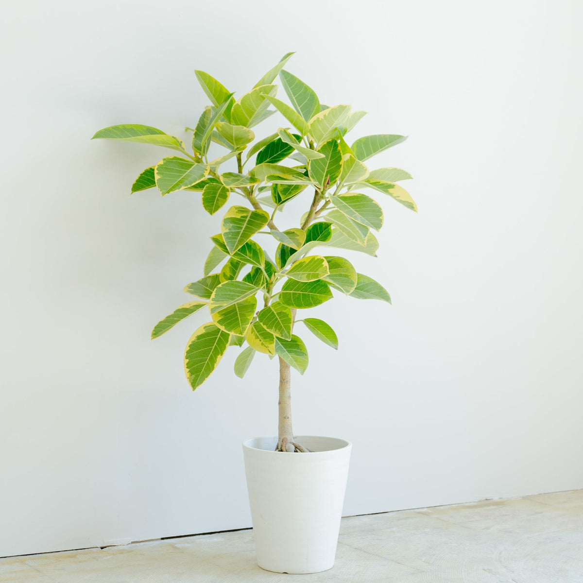 フィカス・アルテシマ　8号をオーダーするならFlower&amp;Plants tette │ 「手から手へ、想いを運ぶフラワーショップ」【板橋駅徒歩4分】【熟練フローリスト夫婦が運営】【最短2営業日で発送】【24時間365日注文OK】【ギフトは3300円〜】フラワーギフトを手から手へ、想いを込めたブーケやアレンジメントで大切な人に感謝と愛情を。シーンや用途に合わせて選びやすい豊富な種