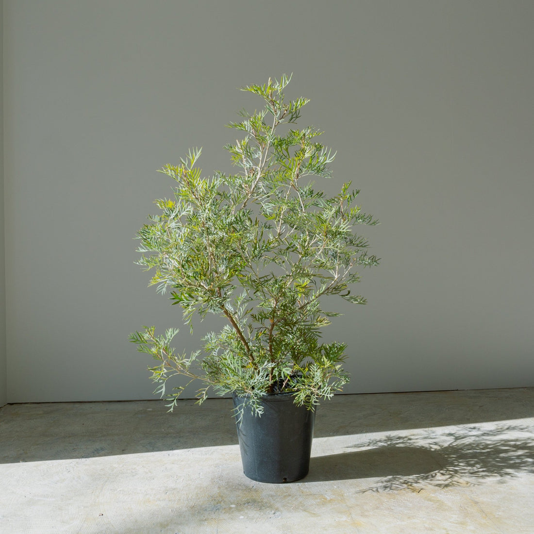 グレベリア　ココナッツアイス　8号をオーダーするならFlower&amp;Plants tette │ 「手から手へ、想いを運ぶフラワーショップ」【板橋駅徒歩4分】【熟練フローリスト夫婦が運営】【最短2営業日で発送】【24時間365日注文OK】【ギフトは3300円〜】フラワーギフトを手から手へ、想いを込めたブーケやアレンジメントで大切な人に感謝と愛情を。シーンや用途に合わせて選びやすい豊富な種