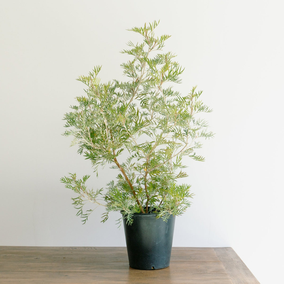 グレベリア　ココナッツアイス　8号をオーダーするならFlower&amp;Plants tette │ 「手から手へ、想いを運ぶフラワーショップ」【板橋駅徒歩4分】【熟練フローリスト夫婦が運営】【最短2営業日で発送】【24時間365日注文OK】【ギフトは3300円〜】フラワーギフトを手から手へ、想いを込めたブーケやアレンジメントで大切な人に感謝と愛情を。シーンや用途に合わせて選びやすい豊富な種