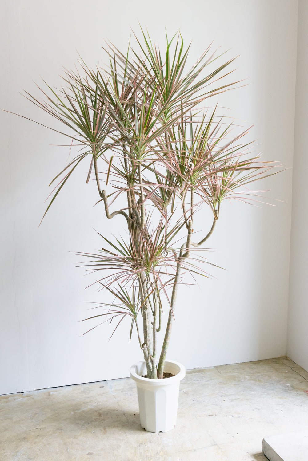 ドラセナコンシンネレインボー8号をオーダーするならFlower&amp;Plants tette │ 「手から手へ、想いを運ぶフラワーショップ」【板橋駅徒歩4分】【熟練フローリスト夫婦が運営】【最短2営業日で発送】【24時間365日注文OK】【ギフトは3300円〜】フラワーギフトを手から手へ、想いを込めたブーケやアレンジメントで大切な人に感謝と愛情を。シーンや用途に合わせて選びやすい豊富な種