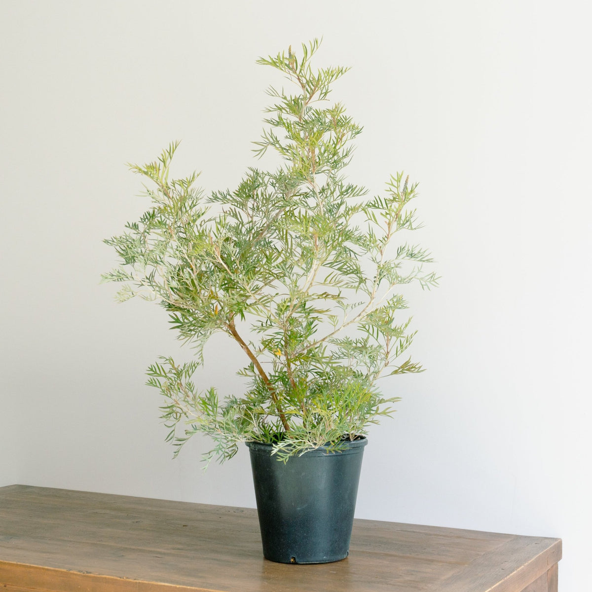 グレベリア　ココナッツアイス　8号をオーダーするならFlower&amp;Plants tette │ 「手から手へ、想いを運ぶフラワーショップ」【板橋駅徒歩4分】【熟練フローリスト夫婦が運営】【最短2営業日で発送】【24時間365日注文OK】【ギフトは3300円〜】フラワーギフトを手から手へ、想いを込めたブーケやアレンジメントで大切な人に感謝と愛情を。シーンや用途に合わせて選びやすい豊富な種