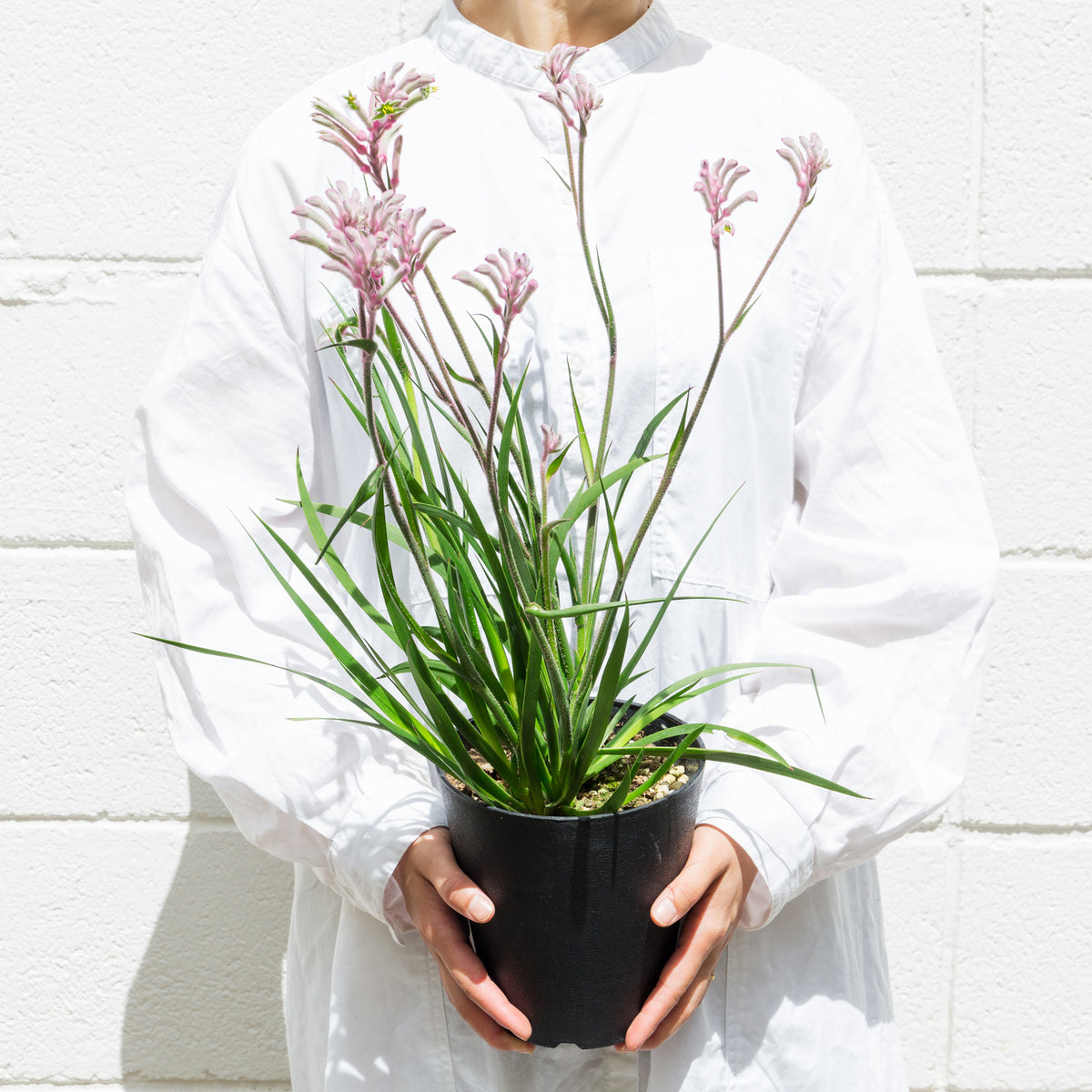 カンガルーポウ　ブッシュ・ジェムをオーダーするならFlower&amp;Plants tette │ 「手から手へ、想いを運ぶフラワーショップ」【板橋駅徒歩4分】【熟練フローリスト夫婦が運営】【最短2営業日で発送】【24時間365日注文OK】【ギフトは3300円〜】フラワーギフトを手から手へ、想いを込めたブーケやアレンジメントで大切な人に感謝と愛情を。シーンや用途に合わせて選びやすい豊富な種