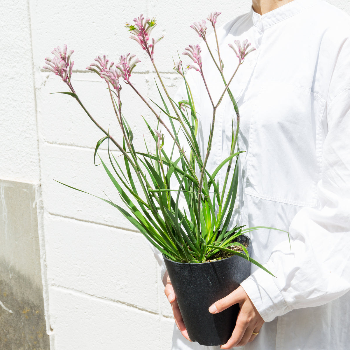 カンガルーポウ　ブッシュ・ジェムをオーダーするならFlower&amp;Plants tette │ 「手から手へ、想いを運ぶフラワーショップ」【板橋駅徒歩4分】【熟練フローリスト夫婦が運営】【最短2営業日で発送】【24時間365日注文OK】【ギフトは3300円〜】フラワーギフトを手から手へ、想いを込めたブーケやアレンジメントで大切な人に感謝と愛情を。シーンや用途に合わせて選びやすい豊富な種
