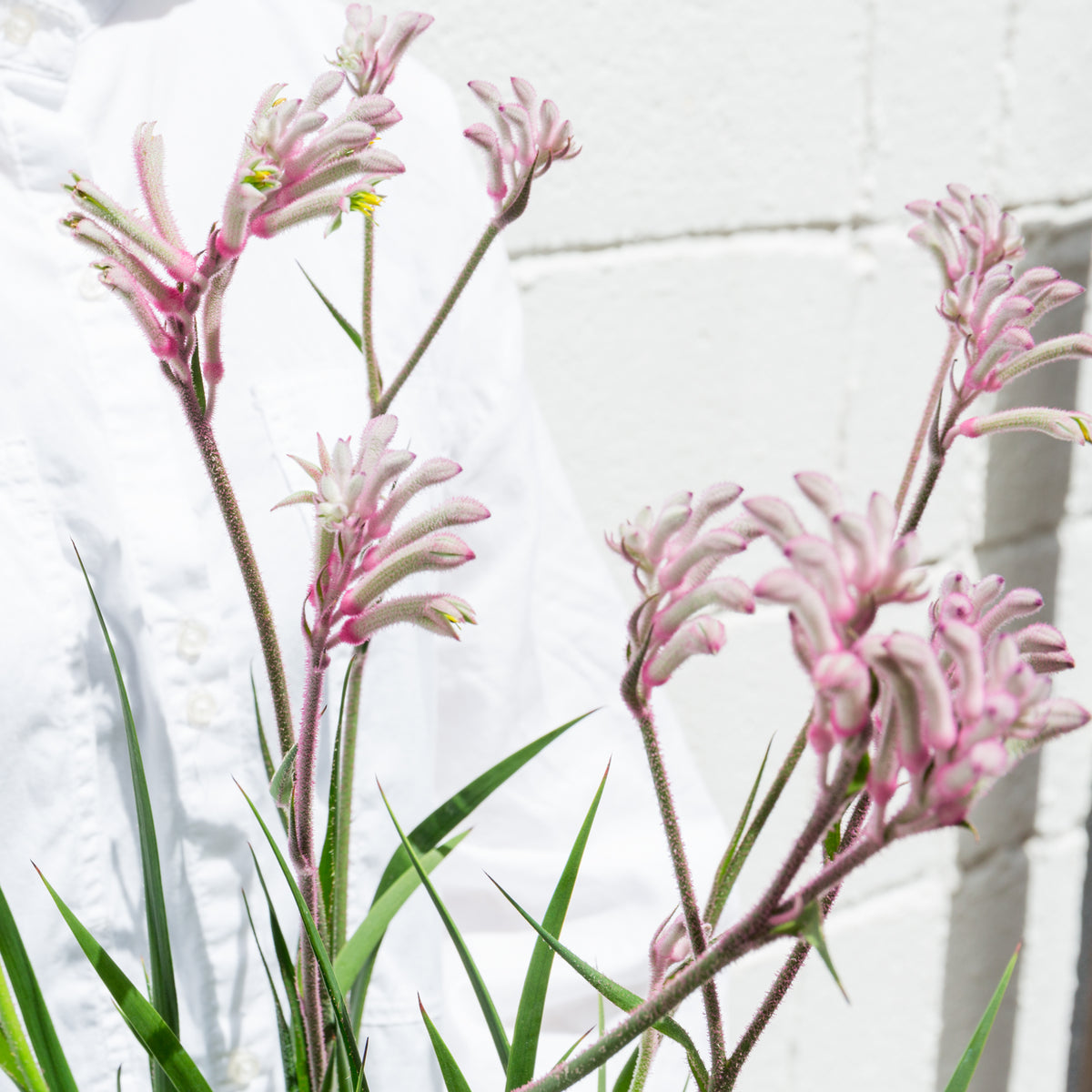 カンガルーポウ　ブッシュ・ジェムをオーダーするならFlower&amp;Plants tette │ 「手から手へ、想いを運ぶフラワーショップ」【板橋駅徒歩4分】【熟練フローリスト夫婦が運営】【最短2営業日で発送】【24時間365日注文OK】【ギフトは3300円〜】フラワーギフトを手から手へ、想いを込めたブーケやアレンジメントで大切な人に感謝と愛情を。シーンや用途に合わせて選びやすい豊富な種