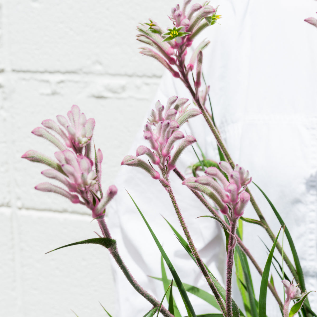 カンガルーポウ　ブッシュ・ジェムをオーダーするならFlower&amp;Plants tette │ 「手から手へ、想いを運ぶフラワーショップ」【板橋駅徒歩4分】【熟練フローリスト夫婦が運営】【最短2営業日で発送】【24時間365日注文OK】【ギフトは3300円〜】フラワーギフトを手から手へ、想いを込めたブーケやアレンジメントで大切な人に感謝と愛情を。シーンや用途に合わせて選びやすい豊富な種