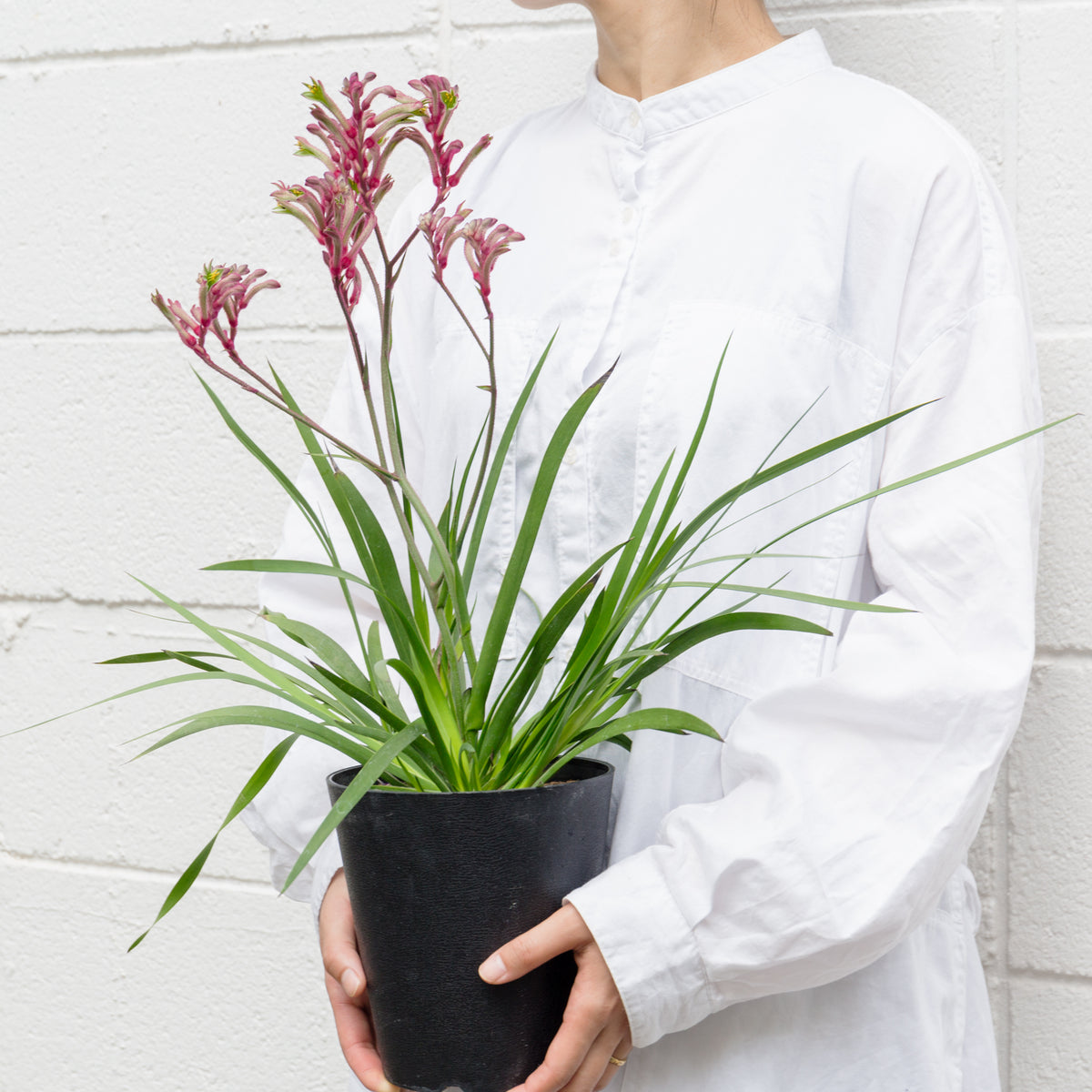 カンガルーポウ　ブッシュ・ジェムをオーダーするならFlower&amp;Plants tette │ 「手から手へ、想いを運ぶフラワーショップ」【板橋駅徒歩4分】【熟練フローリスト夫婦が運営】【最短2営業日で発送】【24時間365日注文OK】【ギフトは3300円〜】フラワーギフトを手から手へ、想いを込めたブーケやアレンジメントで大切な人に感謝と愛情を。シーンや用途に合わせて選びやすい豊富な種