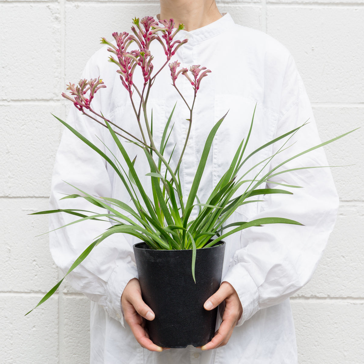 カンガルーポウ　ブッシュ・ジェムをオーダーするならFlower&amp;Plants tette │ 「手から手へ、想いを運ぶフラワーショップ」【板橋駅徒歩4分】【熟練フローリスト夫婦が運営】【最短2営業日で発送】【24時間365日注文OK】【ギフトは3300円〜】フラワーギフトを手から手へ、想いを込めたブーケやアレンジメントで大切な人に感謝と愛情を。シーンや用途に合わせて選びやすい豊富な種