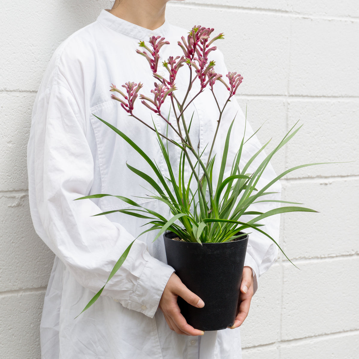 カンガルーポウ　ブッシュ・ジェムをオーダーするならFlower&amp;Plants tette │ 「手から手へ、想いを運ぶフラワーショップ」【板橋駅徒歩4分】【熟練フローリスト夫婦が運営】【最短2営業日で発送】【24時間365日注文OK】【ギフトは3300円〜】フラワーギフトを手から手へ、想いを込めたブーケやアレンジメントで大切な人に感謝と愛情を。シーンや用途に合わせて選びやすい豊富な種