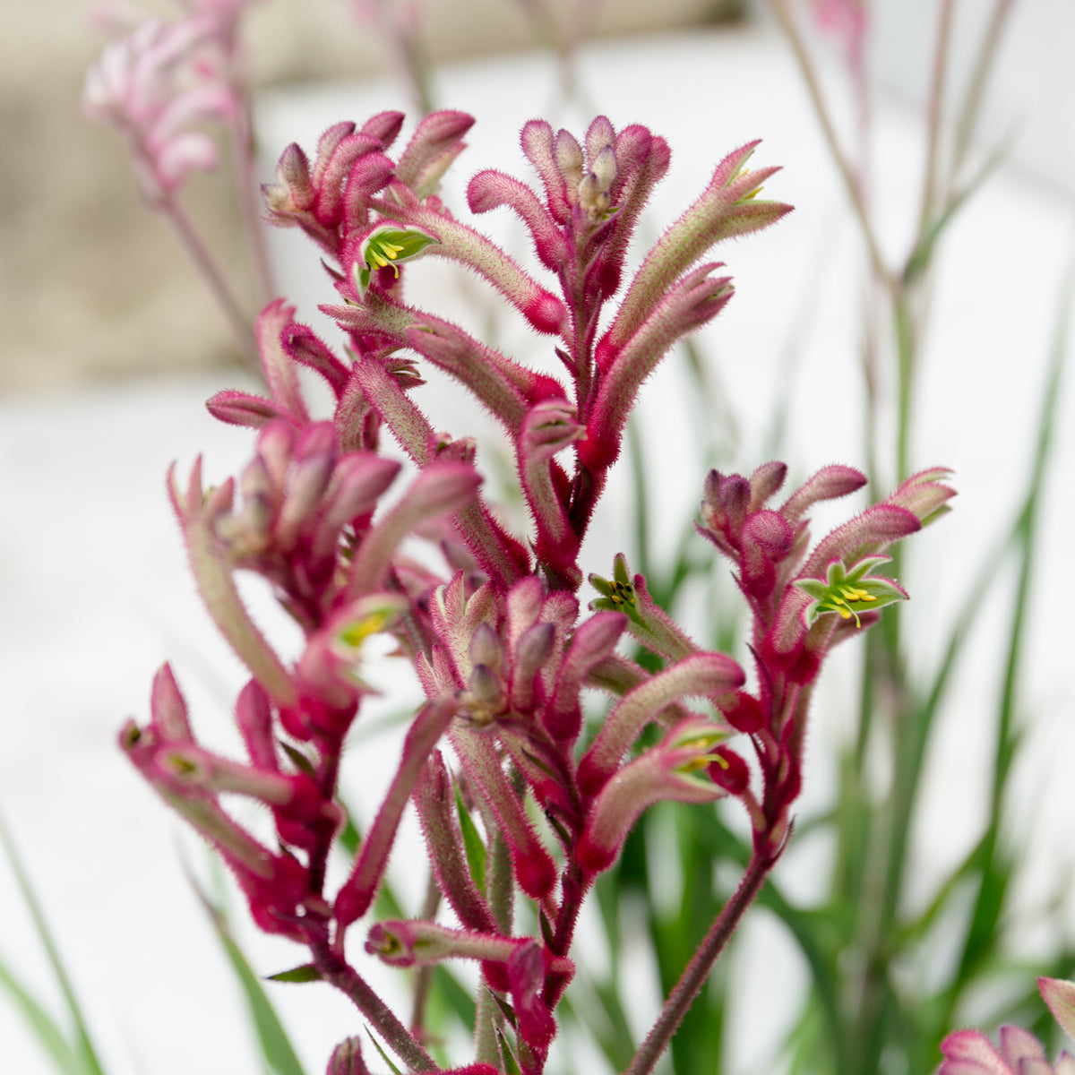 カンガルーポウ　ブッシュ・ジェムをオーダーするならFlower&amp;Plants tette │ 「手から手へ、想いを運ぶフラワーショップ」【板橋駅徒歩4分】【熟練フローリスト夫婦が運営】【最短2営業日で発送】【24時間365日注文OK】【ギフトは3300円〜】フラワーギフトを手から手へ、想いを込めたブーケやアレンジメントで大切な人に感謝と愛情を。シーンや用途に合わせて選びやすい豊富な種