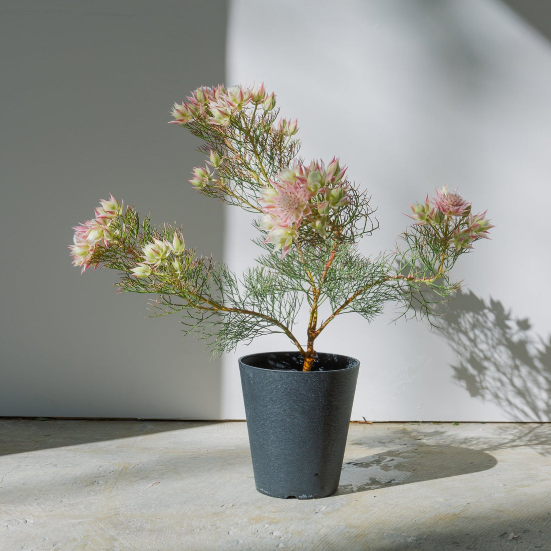 セルリア プリティピンクをオーダーするならFlower&amp;Plants tette │ 「手から手へ、想いを運ぶフラワーショップ」【板橋駅徒歩4分】【熟練フローリスト夫婦が運営】【最短2営業日で発送】【24時間365日注文OK】【ギフトは3300円〜】フラワーギフトを手から手へ、想いを込めたブーケやアレンジメントで大切な人に感謝と愛情を。シーンや用途に合わせて選びやすい豊富な種