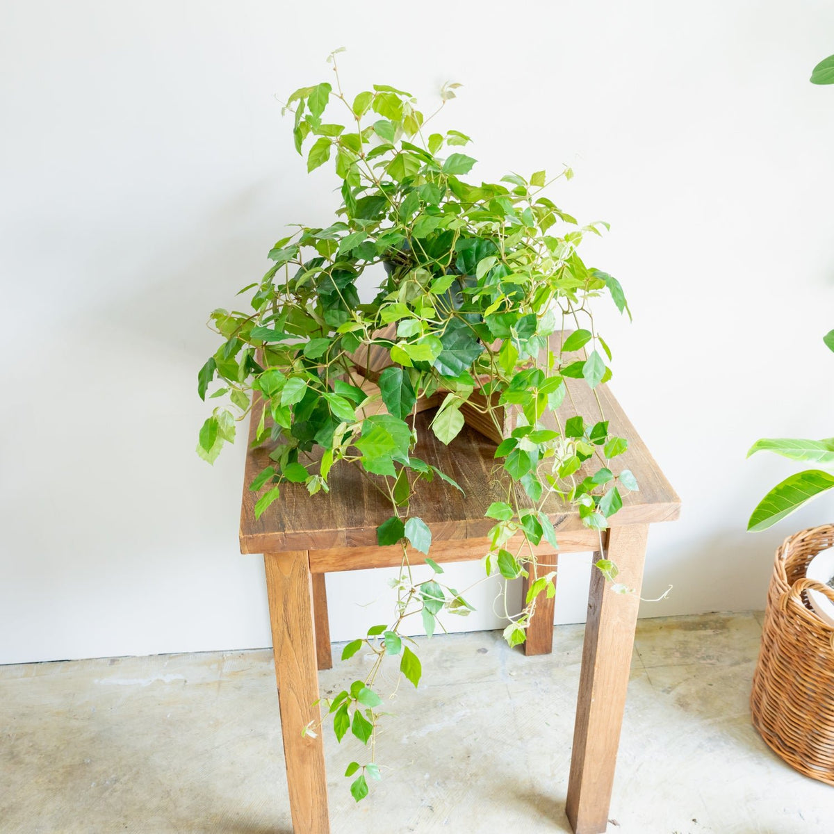 グレープアイビーをオーダーするならFlower&amp;Plants tette │ 「手から手へ、想いを運ぶフラワーショップ」【板橋駅徒歩4分】【熟練フローリスト夫婦が運営】【最短2営業日で発送】【24時間365日注文OK】【ギフトは3300円〜】フラワーギフトを手から手へ、想いを込めたブーケやアレンジメントで大切な人に感謝と愛情を。シーンや用途に合わせて選びやすい豊富な種