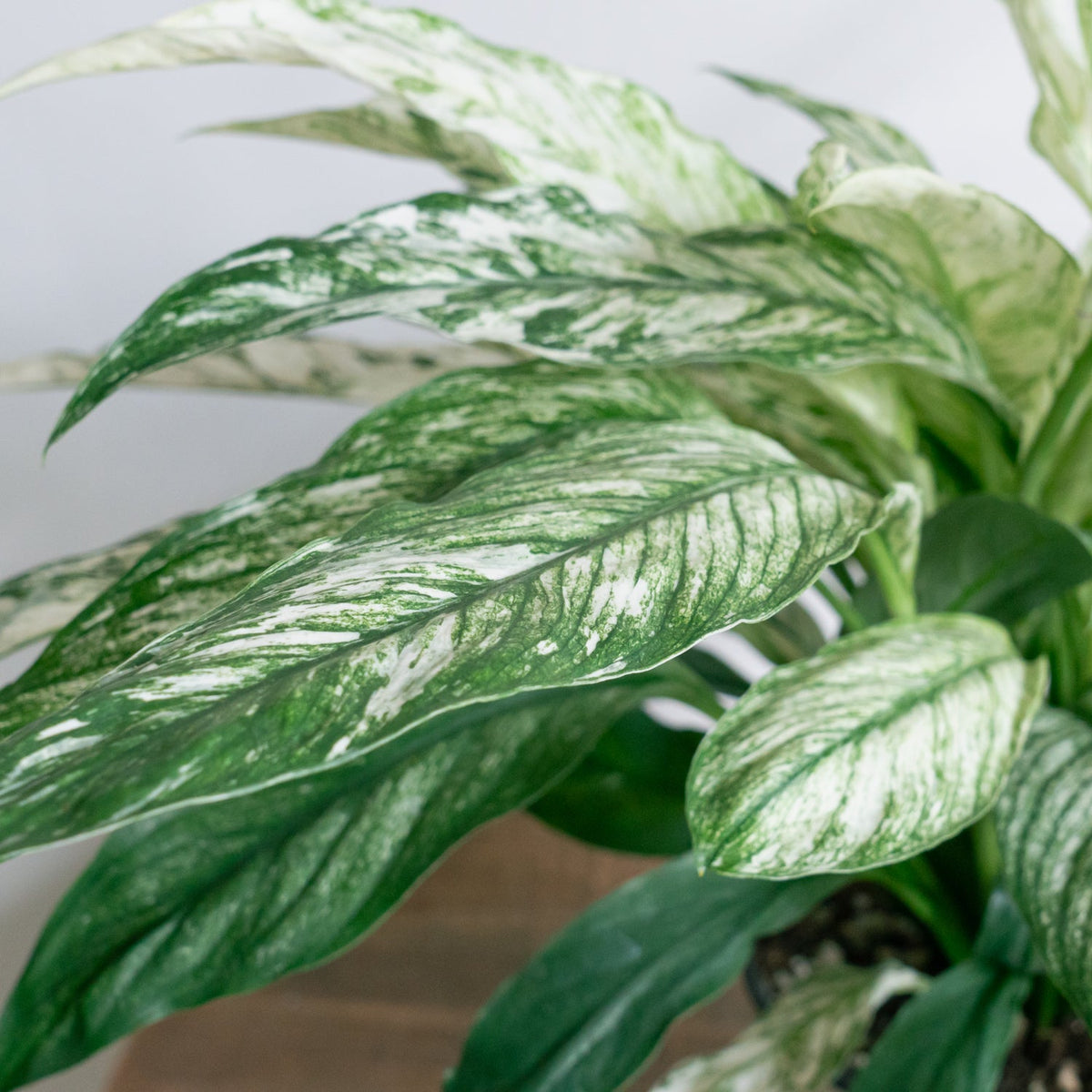 スパティフィラム・センセーション　バリエガータをオーダーするならFlower&amp;Plants tette │ 「手から手へ、想いを運ぶフラワーショップ」【板橋駅徒歩4分】【熟練フローリスト夫婦が運営】【最短2営業日で発送】【24時間365日注文OK】【ギフトは3300円〜】フラワーギフトを手から手へ、想いを込めたブーケやアレンジメントで大切な人に感謝と愛情を。シーンや用途に合わせて選びやすい豊富な種