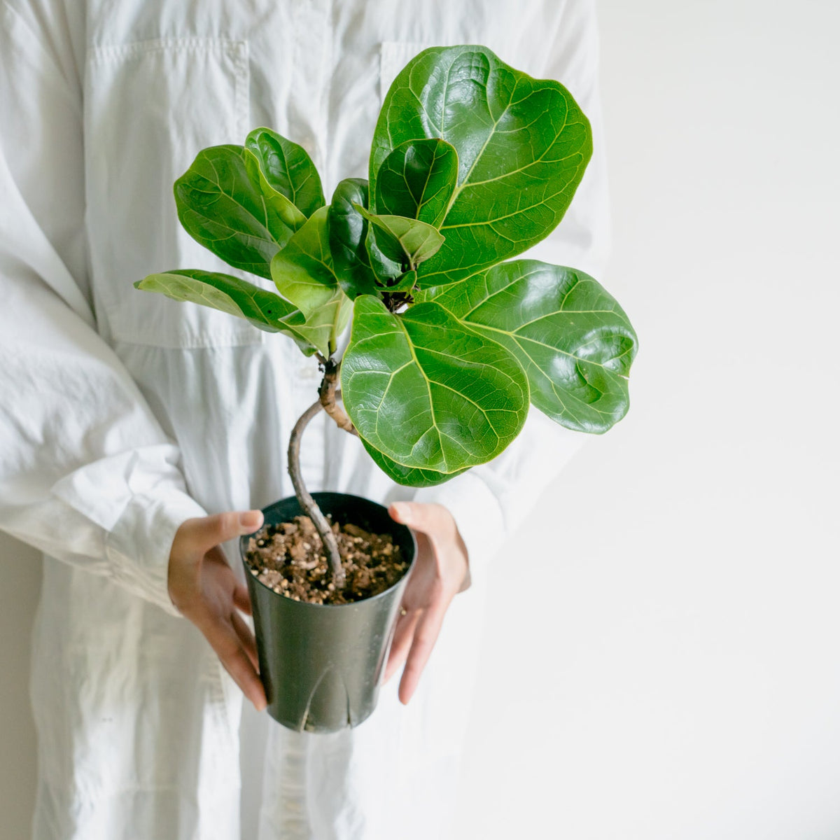 フィカス　バンビーノをオーダーするならFlower&amp;Plants tette │ 「手から手へ、想いを運ぶフラワーショップ」【板橋駅徒歩4分】【熟練フローリスト夫婦が運営】【最短2営業日で発送】【24時間365日注文OK】【ギフトは3300円〜】フラワーギフトを手から手へ、想いを込めたブーケやアレンジメントで大切な人に感謝と愛情を。シーンや用途に合わせて選びやすい豊富な種