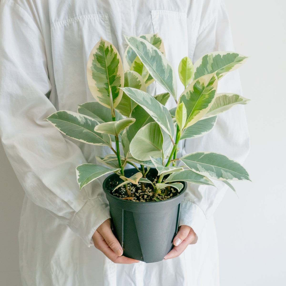 フィカス ティネケをオーダーするならFlower&amp;Plants tette │ 「手から手へ、想いを運ぶフラワーショップ」【板橋駅徒歩4分】【熟練フローリスト夫婦が運営】【最短2営業日で発送】【24時間365日注文OK】【ギフトは3300円〜】フラワーギフトを手から手へ、想いを込めたブーケやアレンジメントで大切な人に感謝と愛情を。シーンや用途に合わせて選びやすい豊富な種