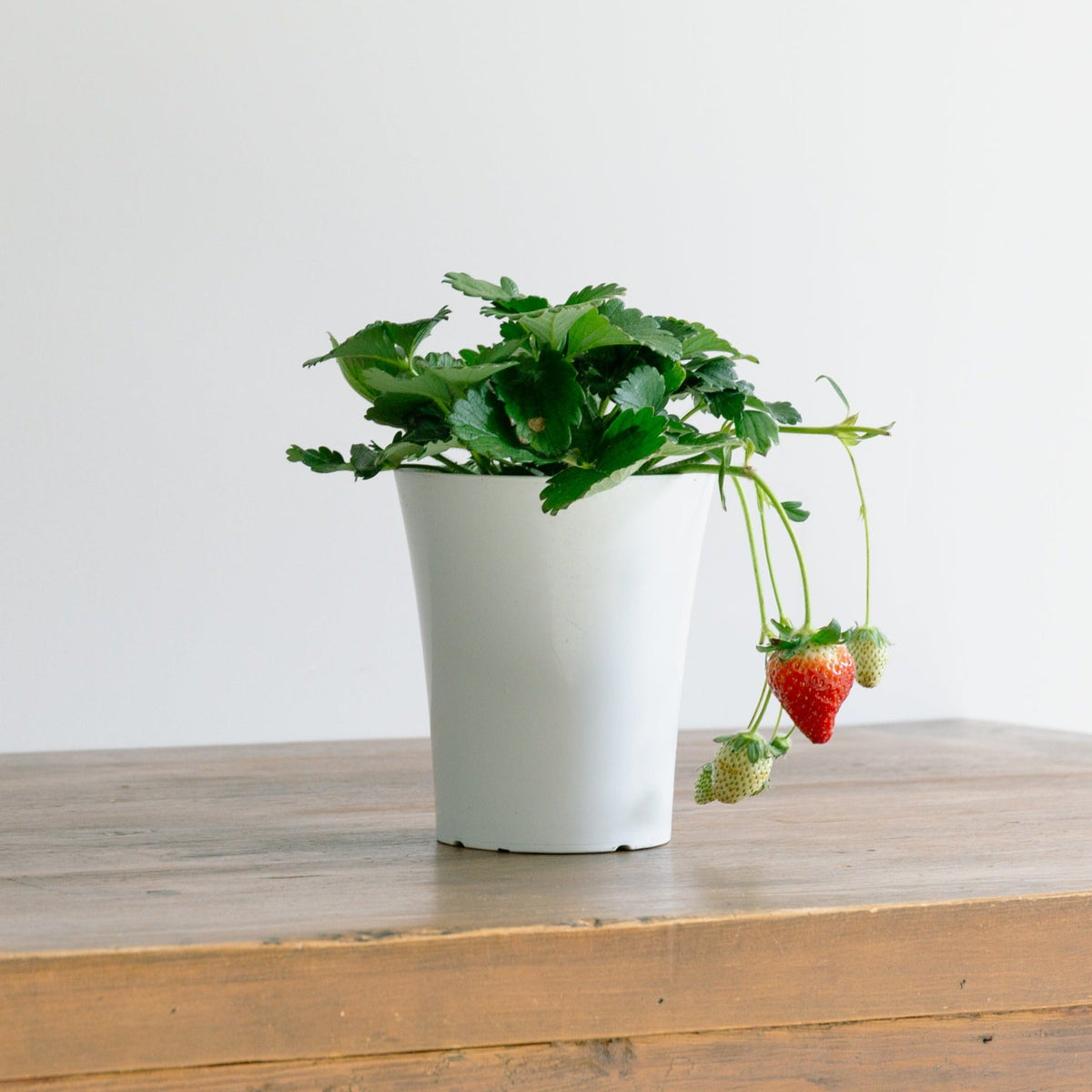 いちご　とちおとめをオーダーするならFlower&amp;Plants tette │ 「手から手へ、想いを運ぶフラワーショップ」【板橋駅徒歩4分】【熟練フローリスト夫婦が運営】【最短2営業日で発送】【24時間365日注文OK】【ギフトは3300円〜】フラワーギフトを手から手へ、想いを込めたブーケやアレンジメントで大切な人に感謝と愛情を。シーンや用途に合わせて選びやすい豊富な種
