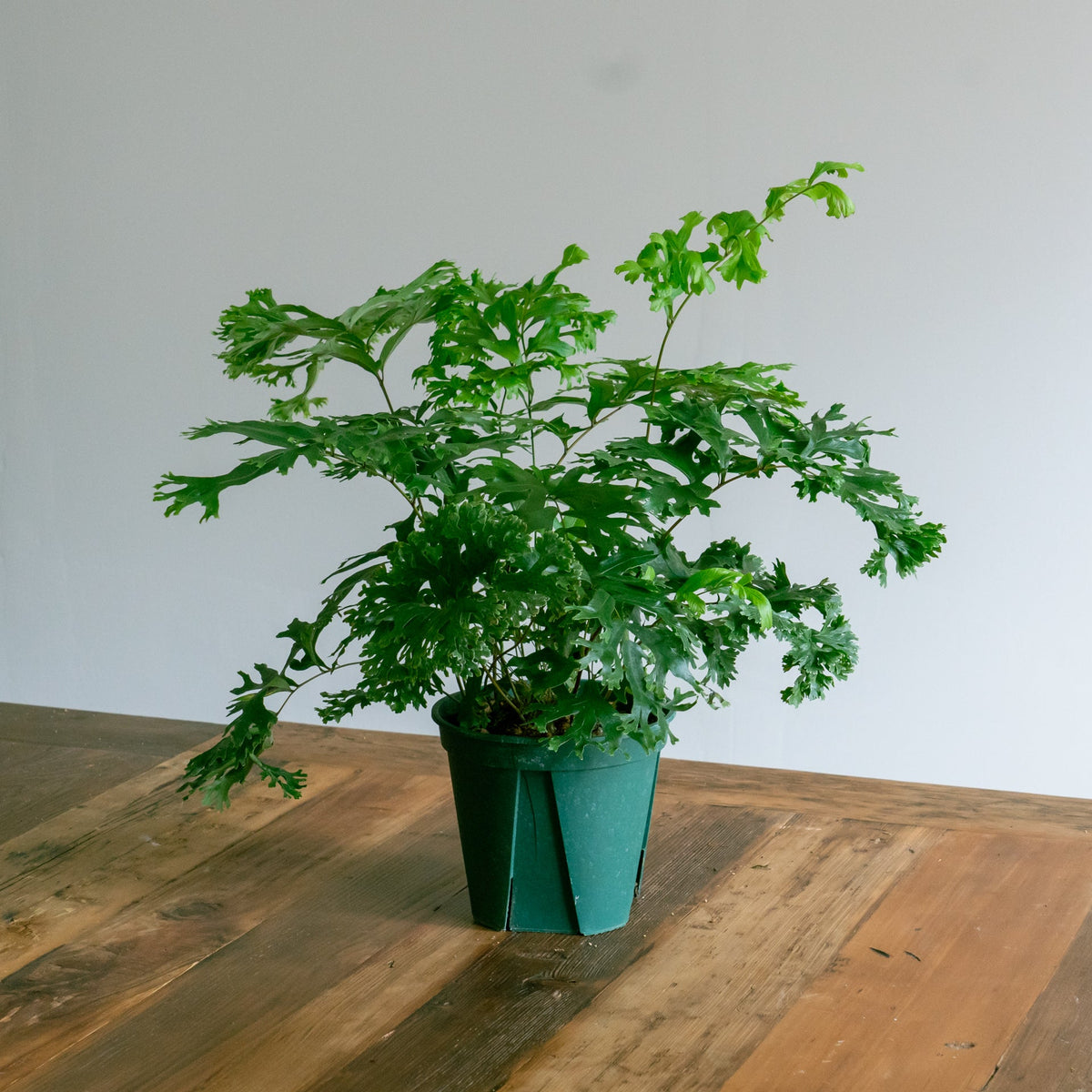 フレポディウム ファラックスをオーダーするならFlower&amp;Plants tette │ 「手から手へ、想いを運ぶフラワーショップ」【板橋駅徒歩4分】【熟練フローリスト夫婦が運営】【最短2営業日で発送】【24時間365日注文OK】【ギフトは3300円〜】フラワーギフトを手から手へ、想いを込めたブーケやアレンジメントで大切な人に感謝と愛情を。シーンや用途に合わせて選びやすい豊富な種