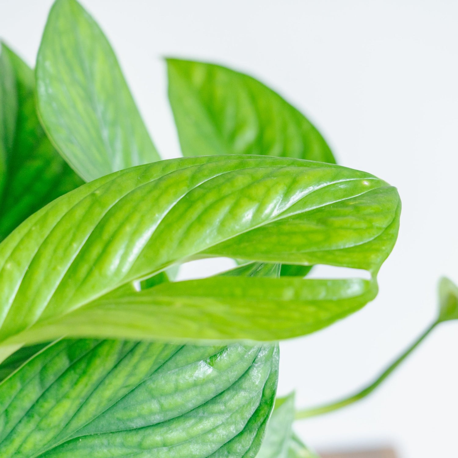 モンステラ カルステリアナムをオーダーするならFlower&amp;Plants tette │ 「手から手へ、想いを運ぶフラワーショップ」【板橋駅徒歩4分】【熟練フローリスト夫婦が運営】【最短2営業日で発送】【24時間365日注文OK】【ギフトは3300円〜】フラワーギフトを手から手へ、想いを込めたブーケやアレンジメントで大切な人に感謝と愛情を。シーンや用途に合わせて選びやすい豊富な種